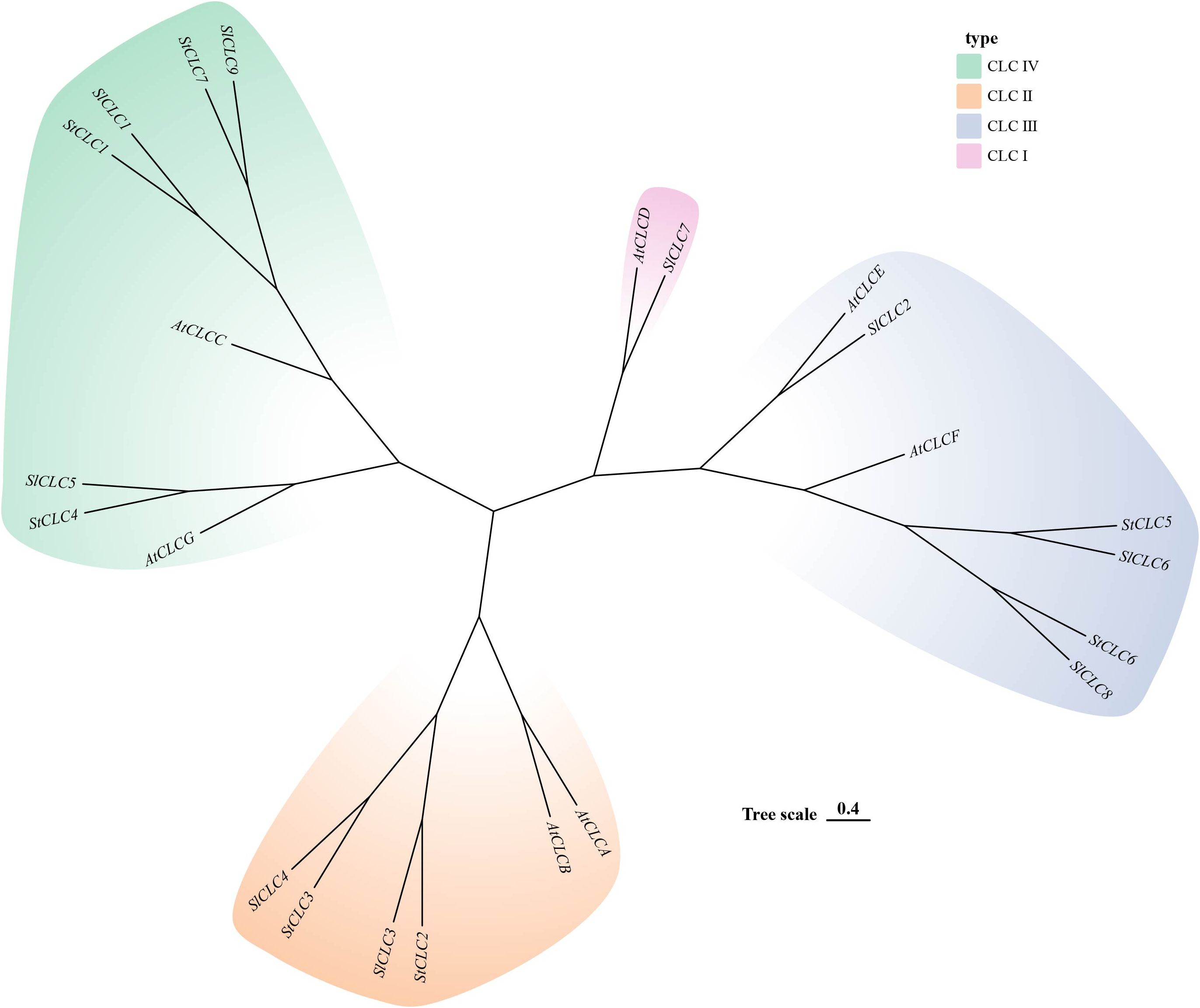 The phylogenetic tree shows evolutionary relationships of chloride channel (CLC) genes from potato (StCLC), tomato (SlCLC), and Arabidopsis (AtCLC). It has four colour - coded clades: CLC IV (light green), CLC II (light orange), CLC III (light blue), and CLC I (pink). Branches are labeled with gene IDs like StCLC1, SlCLC2, AtCLCA, with a 0.4 evolutionary distance scale.