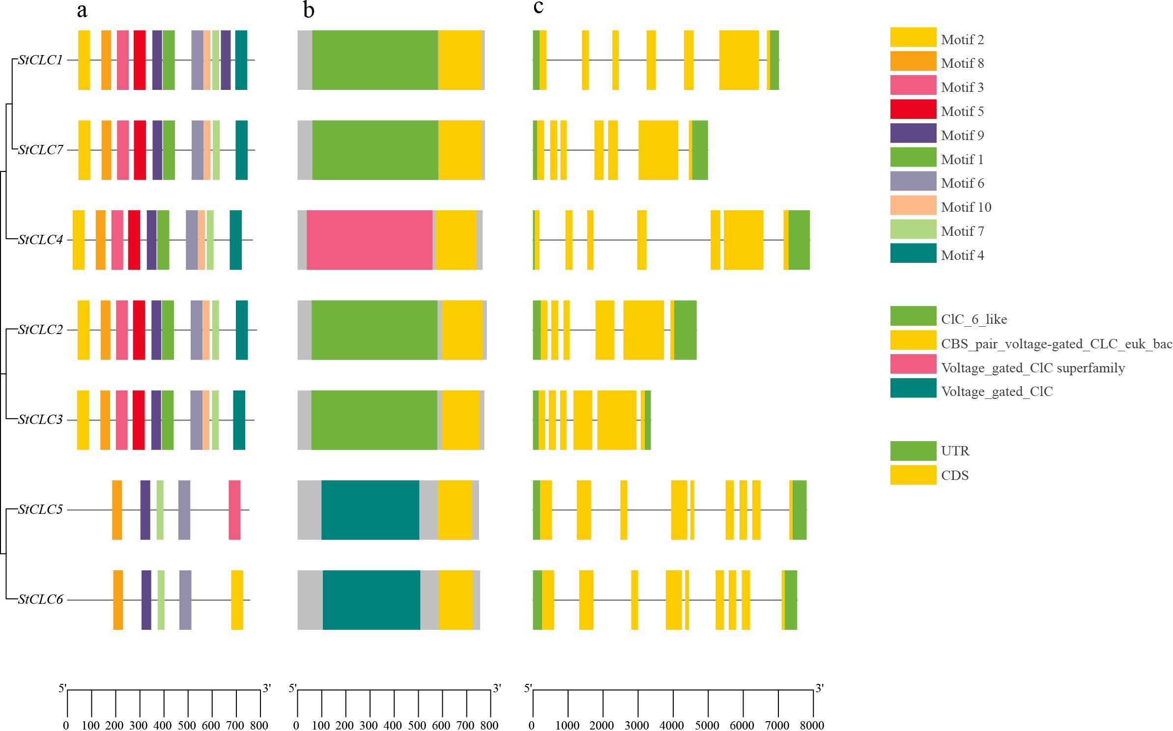 Diagram showing the domain organization and motif composition of StCLC proteins. Panel a displays motifs with different colored blocks corresponding to ten motifs. Panel b illustrates domain organization with color-coded domains and panel c shows gene structures with green representing UTR and yellow CDS. Each structure is aligned according to a scale at the bottom, indicating length in base pairs. A legend on the right identifies colors used for motifs and domains.
