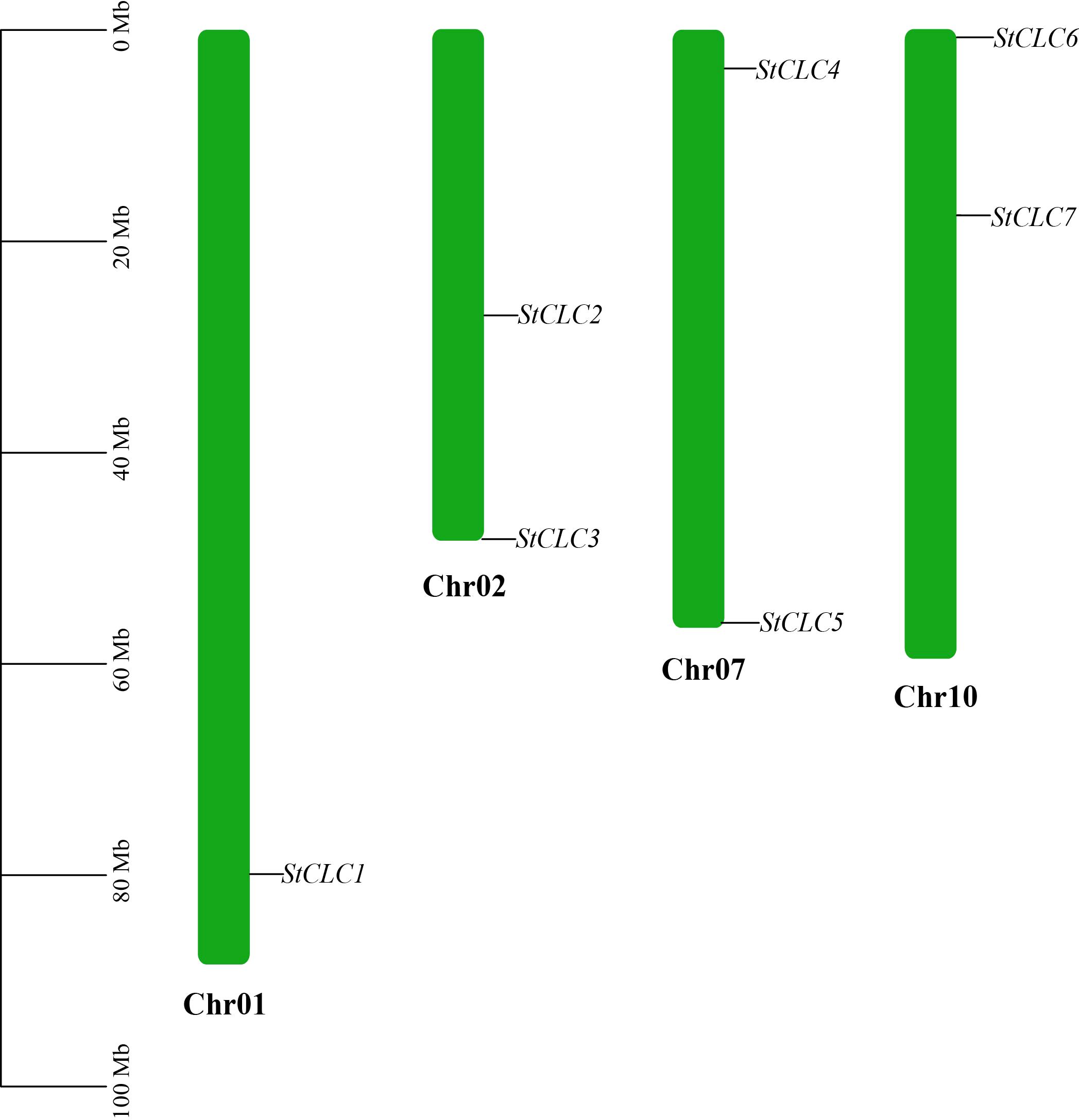 Illustration showing chromosome locations of the SLC gene family. Chr01 contains StCLC1, Chr02 has StCLC2 and StCLC3, Chr07 includes StCLC4 and StCLC5, and Chr10 features StCLC6 and StCLC7. Chromosomes are depicted as green bars with a scale on the left indicating megabase positions.