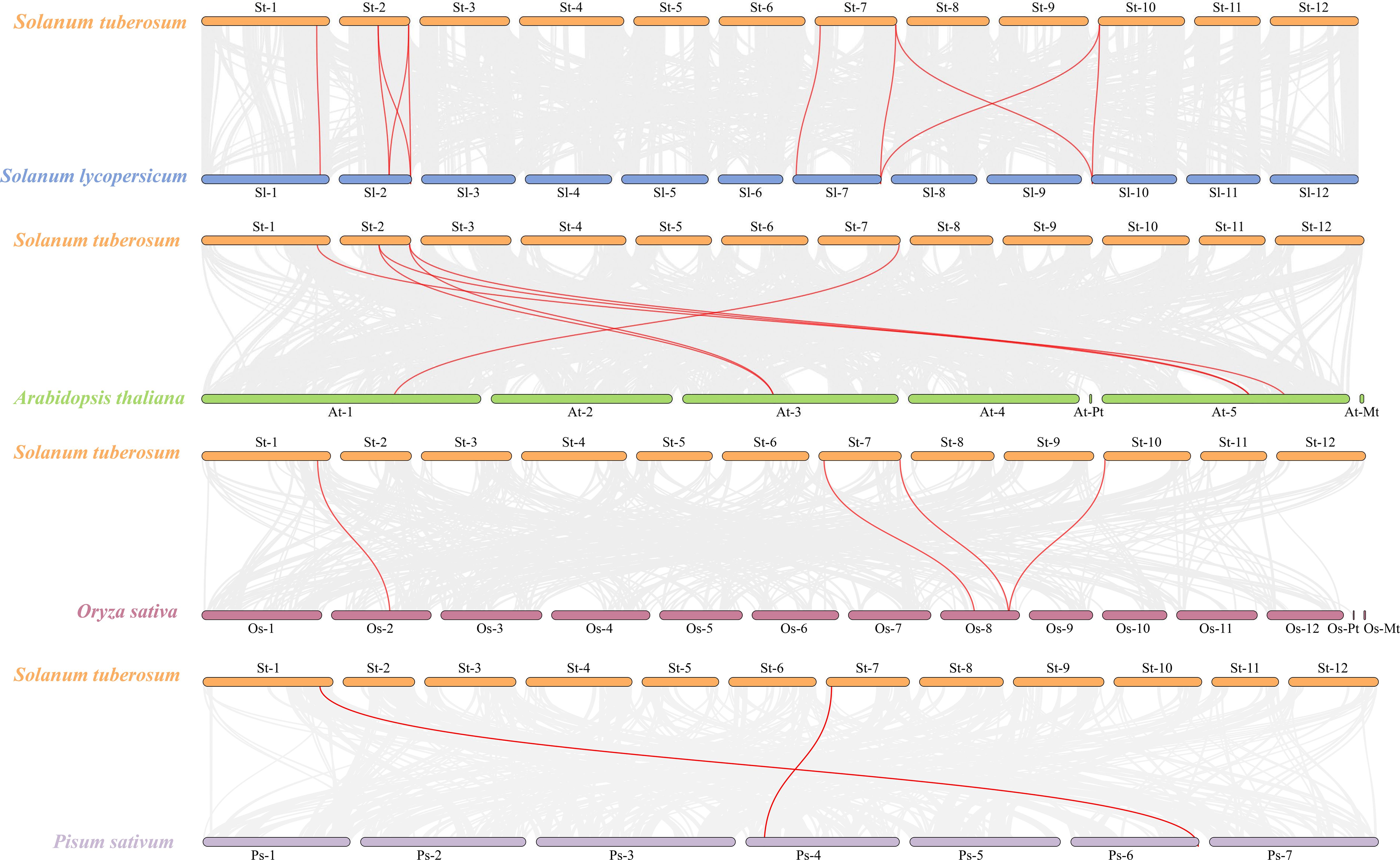 Synteny map displaying gene collinearity across different species: Solanum tuberosum, Solanum lycopersicum, Arabidopsis thaliana, Oryza sativa, and Pisum sativum. Color-coded blocks represent chromosomes or segments, connected by red lines indicating synteny relationships, showing genetic conservation and divergence across these plant species.