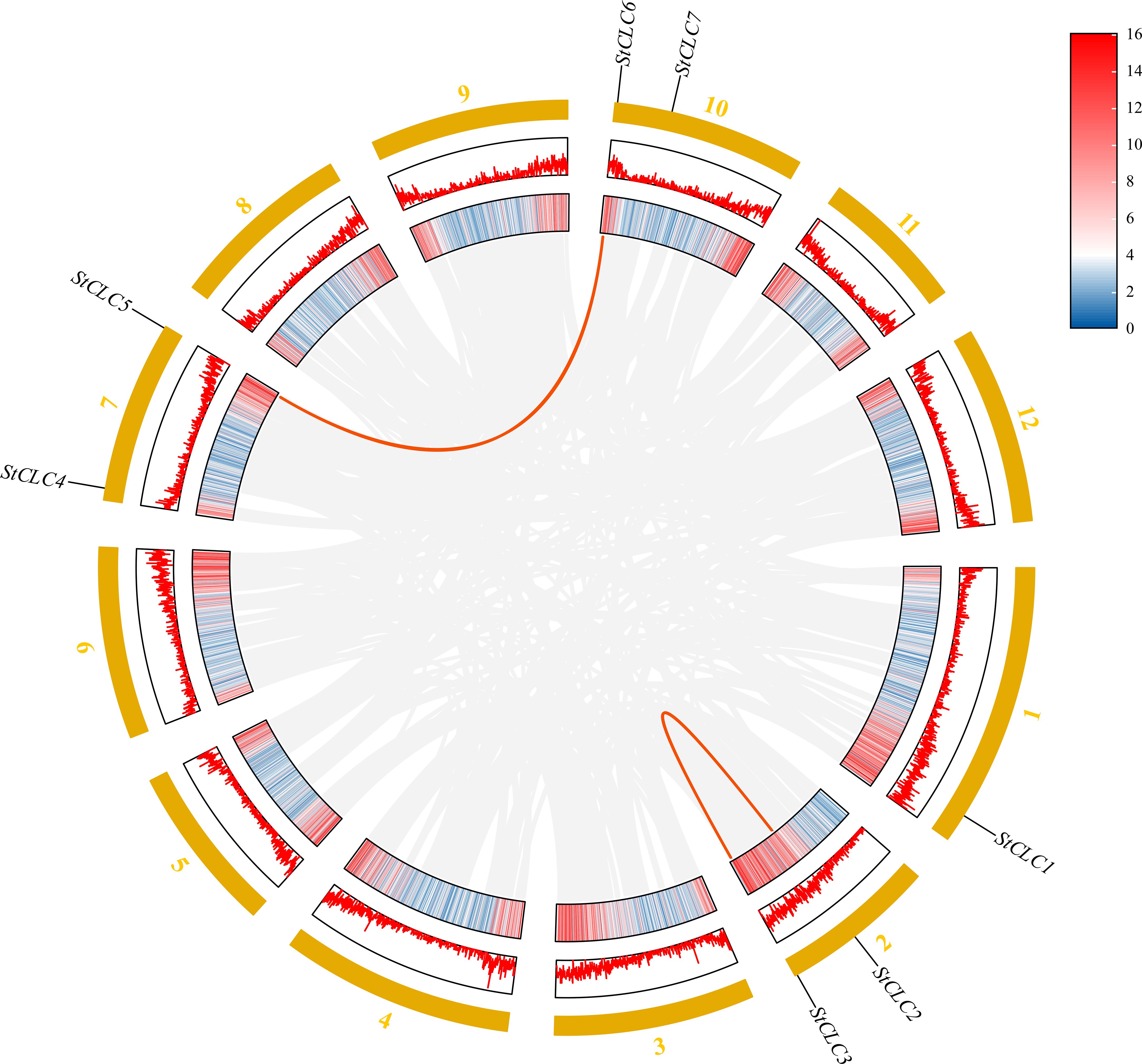 This circular collinearity map shows the potato CLC gene family. Divided into 12 segments (chromosomes), each has CLC genes (StCLC1, etc.). A red - blue scale (0 - 16) shows collinearity strength. Heatmap - like bands display data distribution. Grey lines mark genome - wide homologous blocks, red lines duplicated StCLC pairs, visualizing the family’s genomic collinearity.