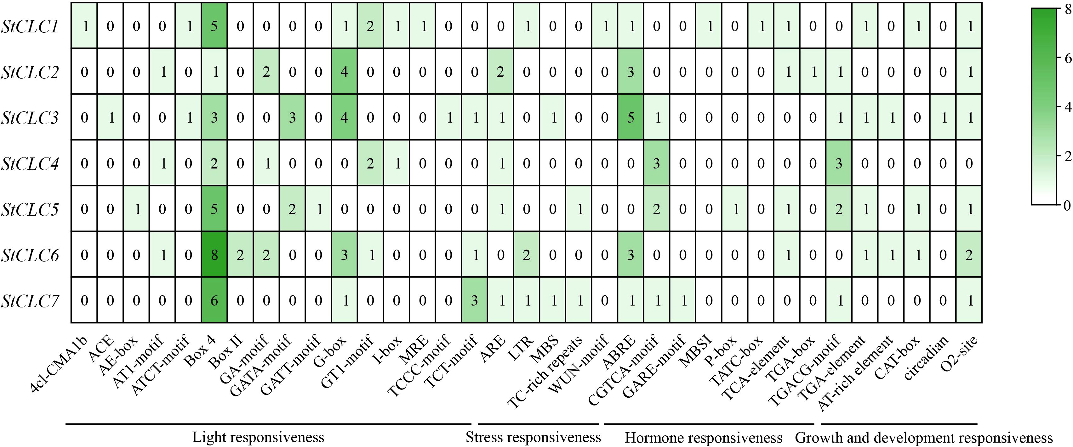 This heatmap shows the abundance of cis-acting elements in StCLC genes, which are categorized into four groups: light response, stress response, hormone response, and growth and development response. The intensity of green indicates the number of these elements (ranging from 0 to 8, with darker green representing a greater number). Motifs and gene labels are placed on the coordinate axes.