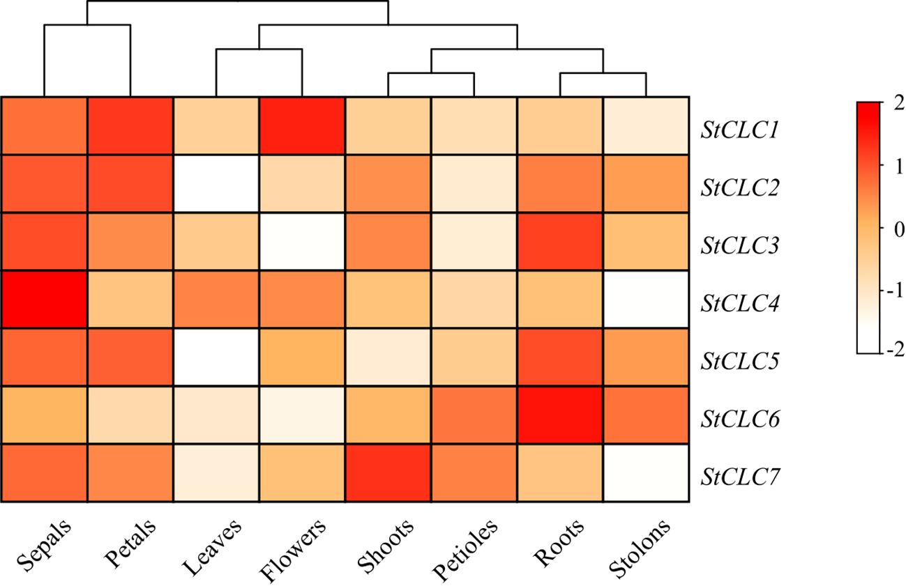 Heatmap representing StCLC gene expression across various plant tissues: sepals, petals, leaves, flowers, shoots, petioles, roots, and stolons. Color intensity ranges from red to white indicating expression levels from high (2) to low (-2). Dendrogram clusters similar expression patterns.