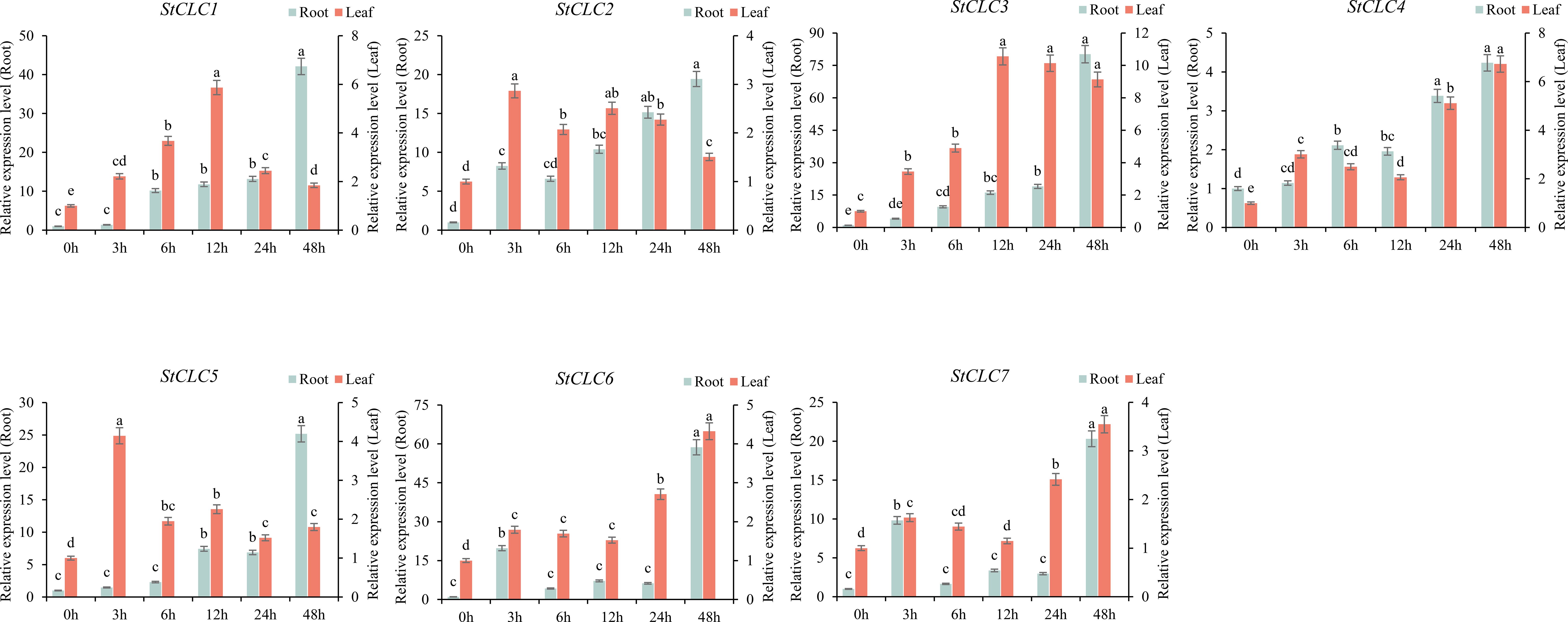 The bar chart shows relative expression of StCLC1–StCLC7 in roots (green) and leaves (red) at 0, 3, 6, 12, 24, 48 h after 200 mmol/L NaCl treatment. Each time point has two bars. Letters on values indicate statistical significance.