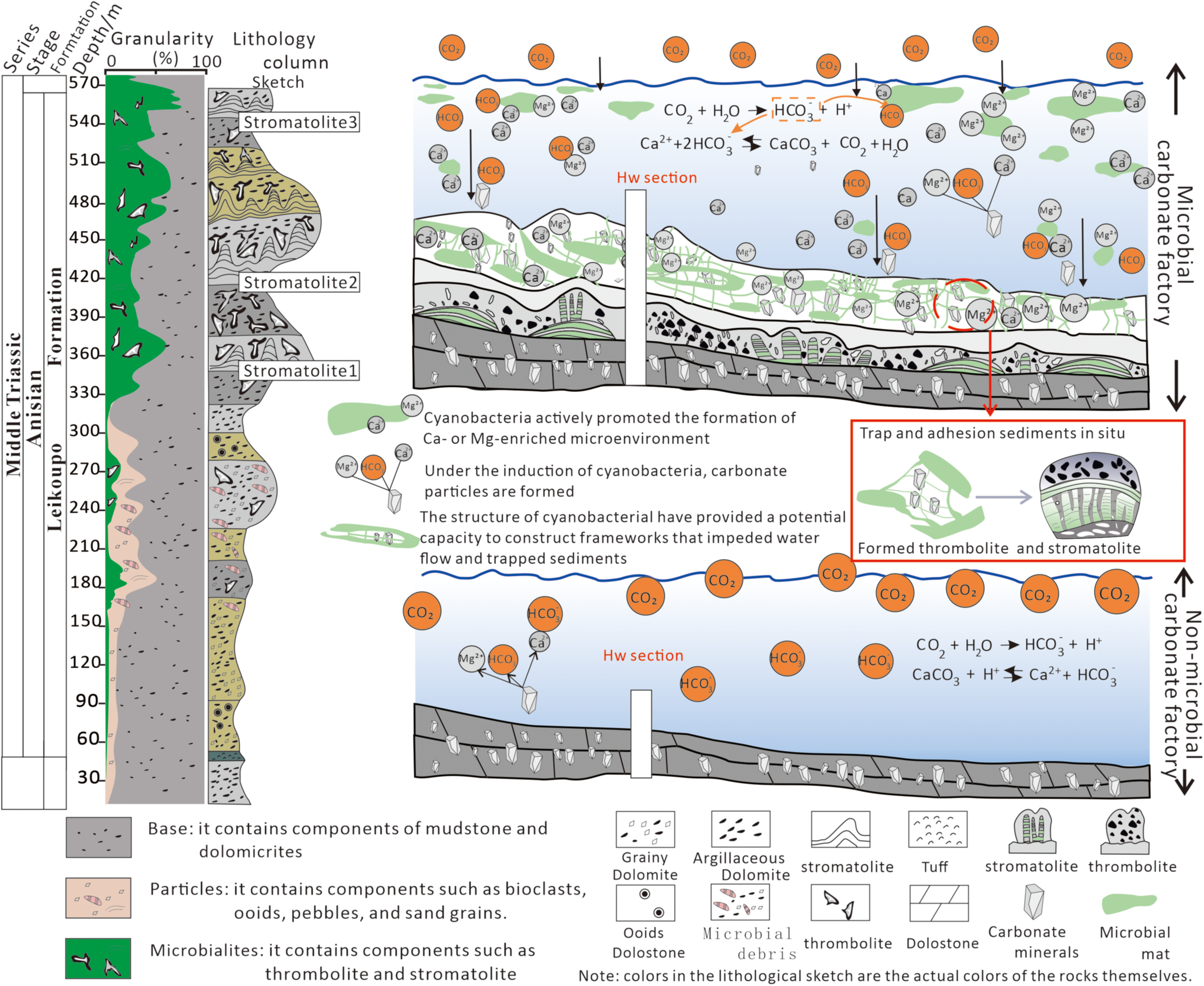 Diagram illustrating the formation of stromatolites in the Middle Triassic Leikoupo Formation. The left side shows lithology and granularity columns indicating stromatolite layers. The right side depicts a microbial carbonate factory, with chemical interactions involving CO2, HCO3-, Ca2+, and Mg2+. Cyanobacteria promote carbonate particle formation and create structures trapping sediments. An inset details thrombolite and stromatolite formation. Accompanying icons classify various geological components and microbial materials.