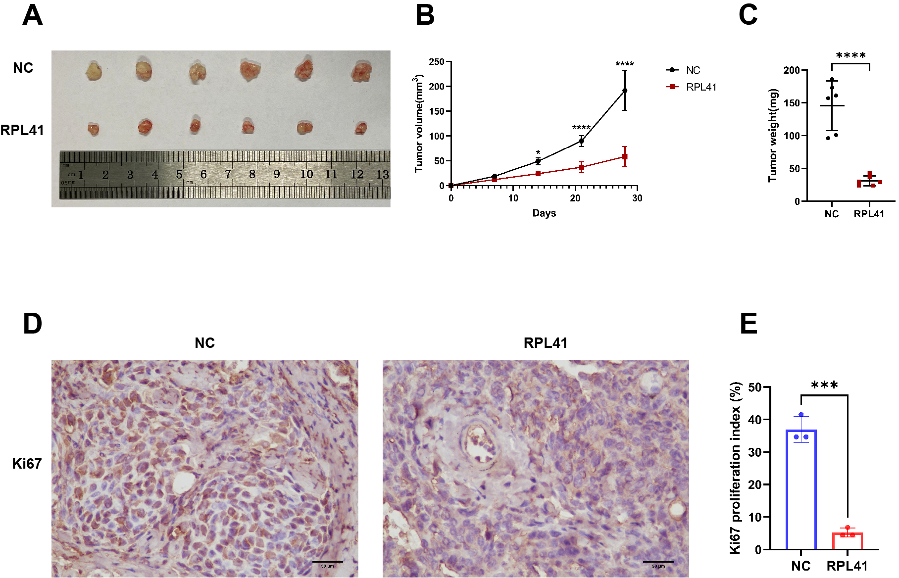 Panel A shows comparative images of tumors from NC and RPL41 groups with a ruler for scale. Panel B presents a line graph of tumor volume over 30 days, indicating slower growth in the RPL41 group. Panel C displays a bar graph comparing tumor weight, showing significantly lower weights in the RPL41 group. Panel D includes microscopic images of Ki67 staining in NC and RPL41 samples, highlighting reduced proliferation in RPL41. Panel E shows a bar graph with the Ki67 proliferation index, indicating a lower percentage in RPL41 compared to NC.
