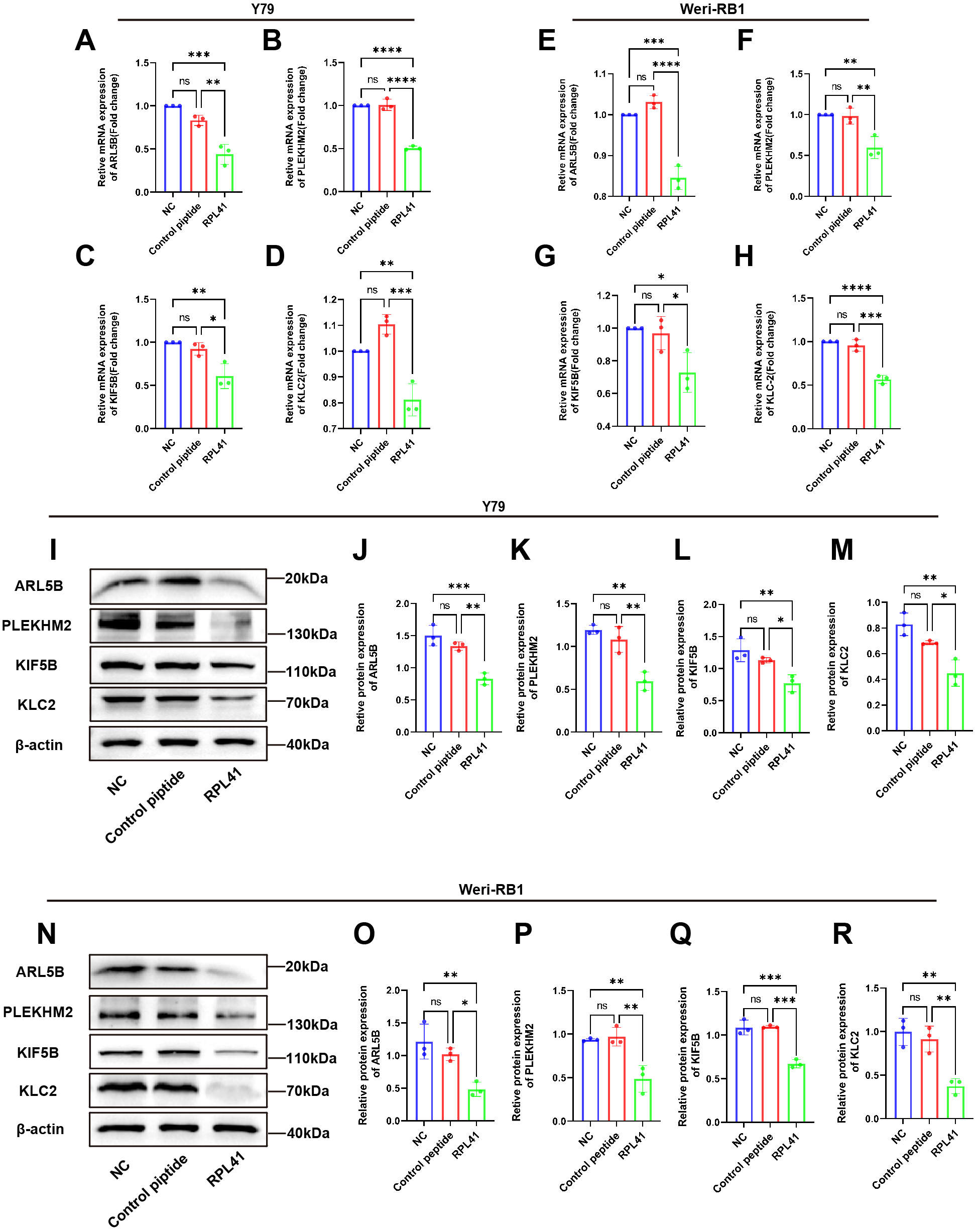 Bar graphs and Western blot images show the relative mRNA and protein expression levels of ARL5B, PLEKHM2, KIF5B, and KLC2 in Y79 and Weri-RB1 cells. Comparisons are made between NC, control peptide, and RPL41 treatments. Statistical significance is indicated with asterisks. Western blots present protein bands for ARL5B, PLEKHM2, KIF5B, KLC2, and β-actin, showing differences across the treatments.