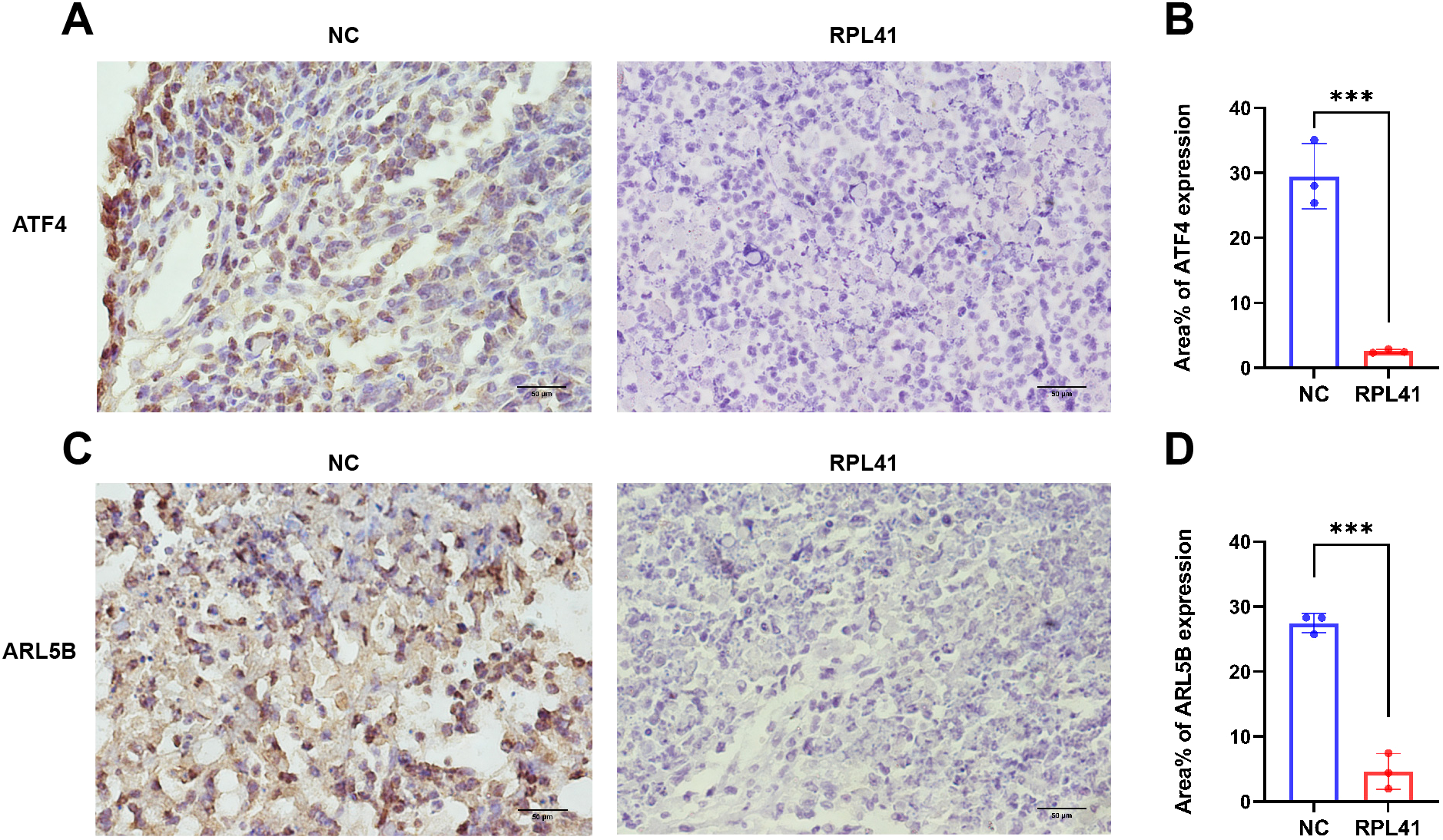Panels A and C show immunohistochemistry staining for ATF4 and ARL5B, respectively, comparing NC and RPL41 conditions. Panels B and D display bar graphs, indicating significant reductions in expression levels of ATF4 and ARL5B in RPL41 compared to NC, marked with asterisks showing statistical significance. Scale bars are provided in the histological images.
