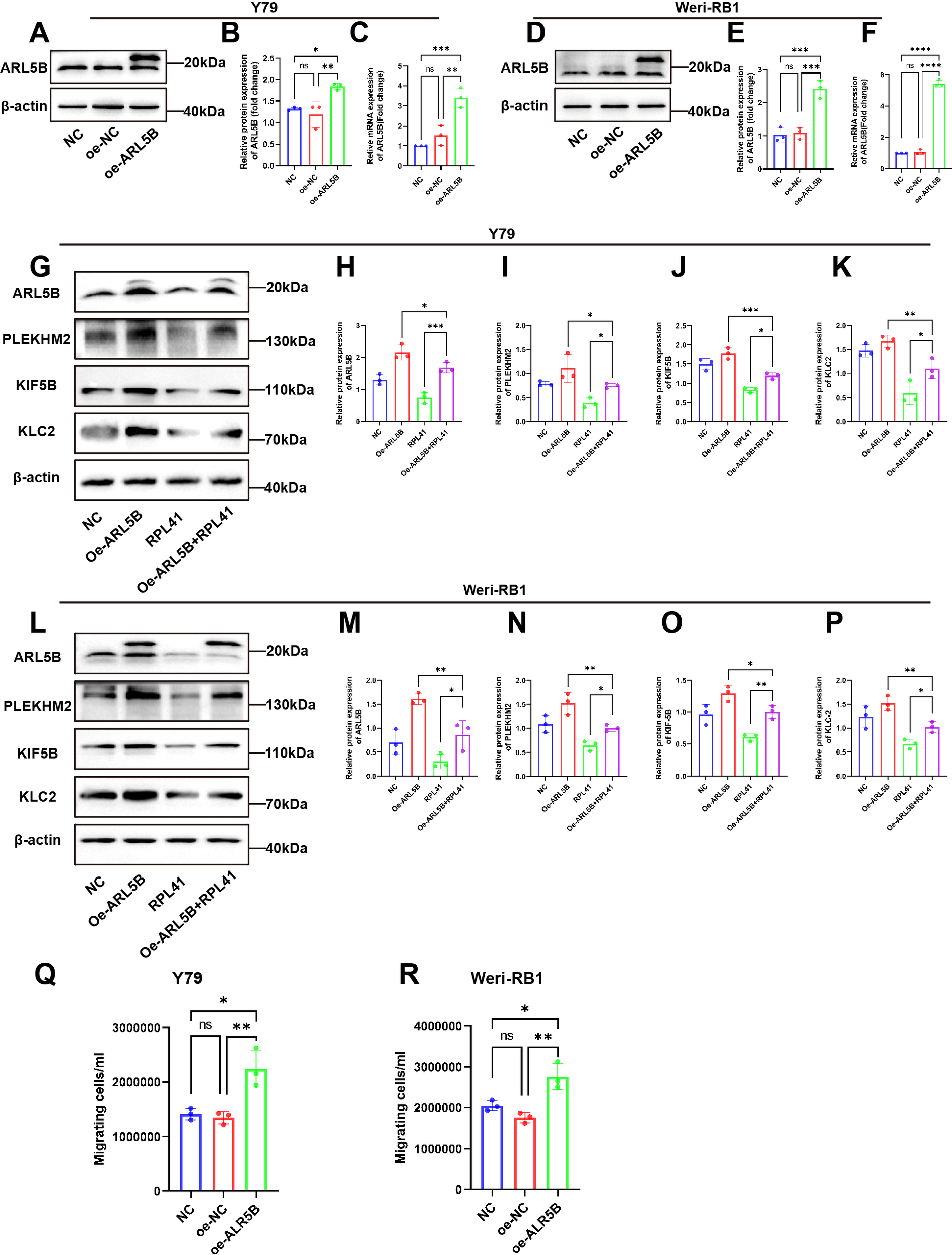 Western blot and bar graph panels depicting protein expression levels and cell migration in Y79 and Weri-RB1 cells. Panels A, D, G, and L show Western blots of ARL5B and other proteins with β-actin as a control. Panels B, C, E, F, H, I, J, K, M, N, O, and P present bar graphs of relative protein expression levels with statistical significance denoted by asterisks. Panels Q and R show bar graphs for migrating cell numbers. Comparisons include NC and oe-ARL5B conditions, with statistical significance indicated.