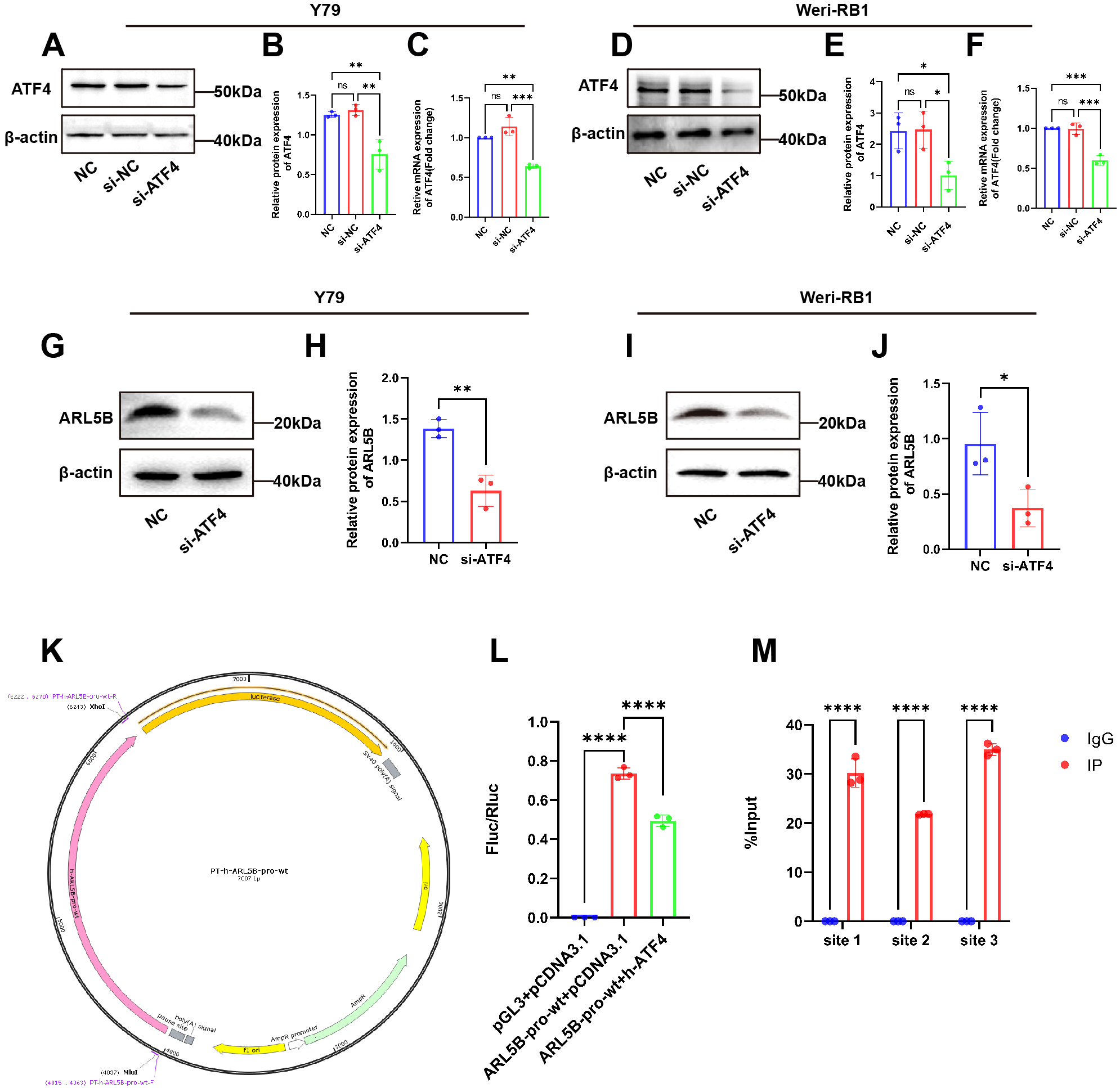Western blot and bar graphs analyze ATF4 and ARL5B protein expression in Y79 and Weri-RB1 cells with NC and si-ATF4 treatments, showing significant differences. Panel K illustrates a plasmid map. Panels L and M display bar graphs measuring luciferase activity and %input, respectively, signifying statistical significance with varying p-values.