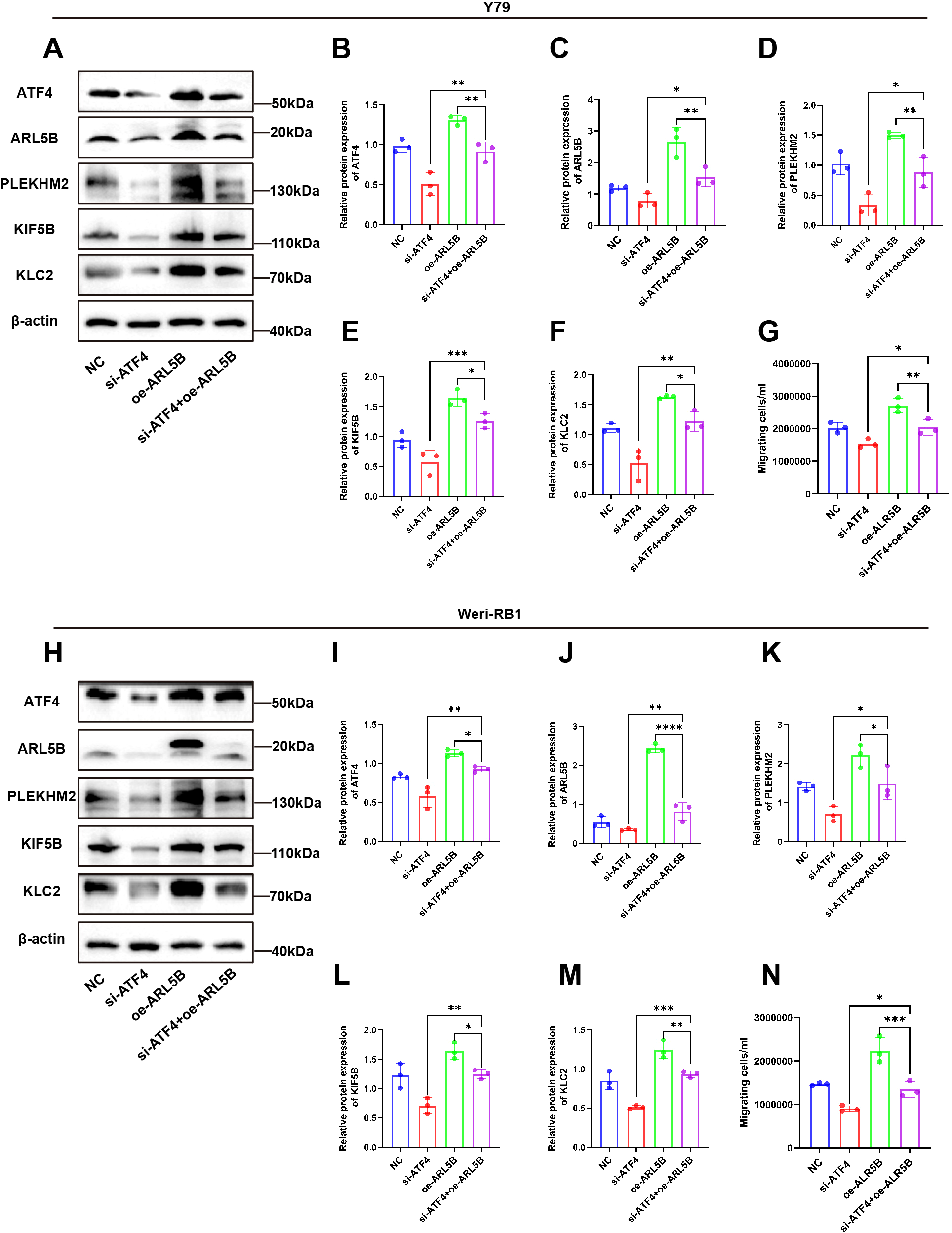 A set of panels showing the effects of different treatments on protein expression and cell migration in Y79 and Weri-RB1 cells. Western blot results for ATF4, ARL5B, PLEKHM2, KIF5B, KLC2, and β-actin are shown in panels A and H. Panels B to G and I to N display bar graphs of relative protein expression levels and cell migration, with statistical significance indicated by asterisks. The treatments include negative control (NC), si-ATF4, oe-ARL5B, and si-ATF4+oe-ARL5B. Results suggest variations in protein expression and cell migration across treatments.