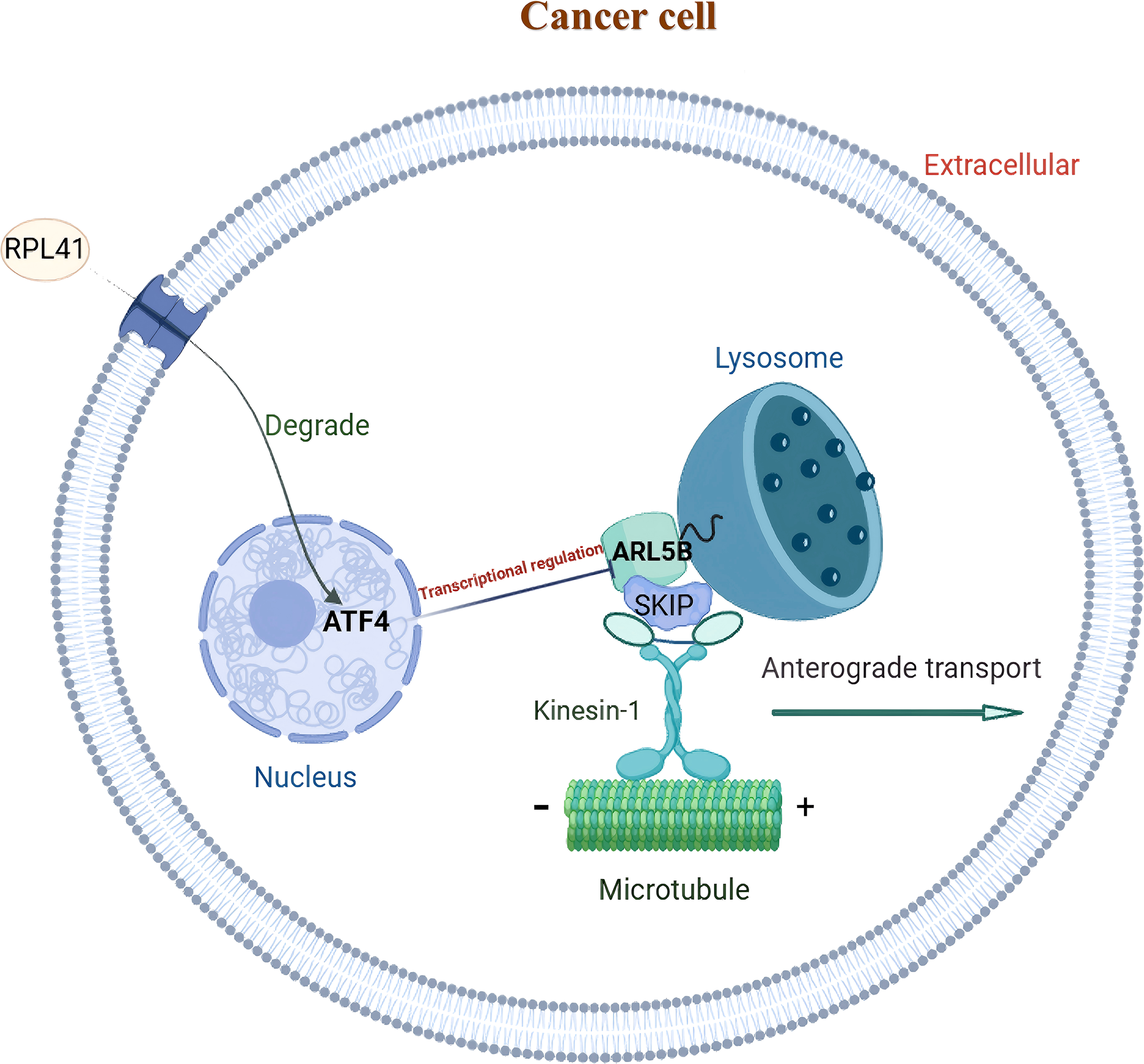 Diagram of a cancer cell showing intracellular transport. The image depicts RPL41 interacting with the cell membrane, leading to degradation of ATF4 in the nucleus. ARL5B and SKIP are involved in lysosome transport via anterograde transport on microtubules, aided by Kinesin-1. Arrows indicate regulatory and transport pathways.