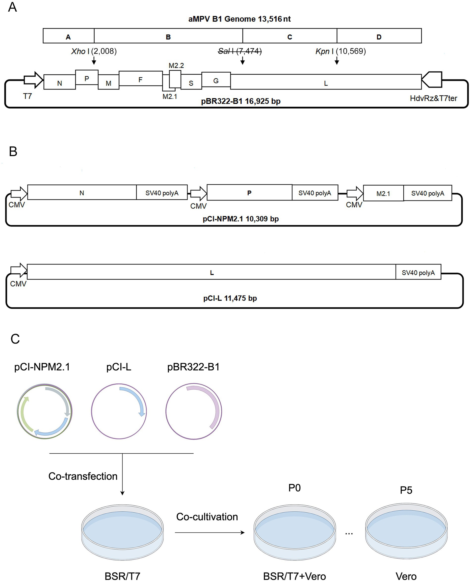 Diagram showing the construction and co-transfection of plasmids. Panel A depicts the aMPV B1 genome with restriction sites and gene map within vector pBR322-B1. Panel B shows plasmid constructs pCI-NPM2.1 and pCI-L, including gene positions and features. Panel C illustrates the co-transfection process involving plasmids pCI-NPM2.1, pCI-L, and pBR322-B1, leading to cultivation in BSR/T7 cells and subsequent stages labeled P0 and P5.