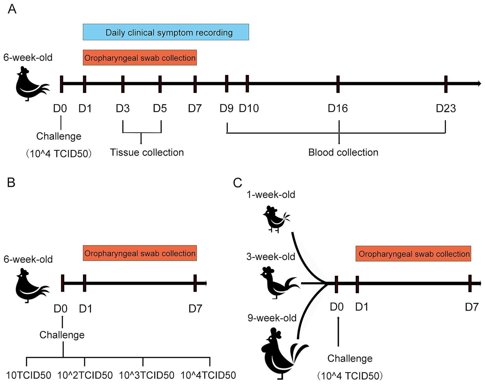 Diagram illustrating three experimental timelines for oropharyngeal swab collection in chickens. (A) Shows a 6-week-old chicken timeline with challenge on day zero, daily symptom recording, swab collection from day one to seven, tissue collection from days three and five, and blood collection on day nine, sixteen, and twenty-three. (B) Depicts a similar timeline for a 6-week-old chicken challenged with increasing TCID50 doses. (C) Demonstrates timelines for 1-, 3-, and 9-week-old chickens challenged on day zero, with swab collection on days one to seven.