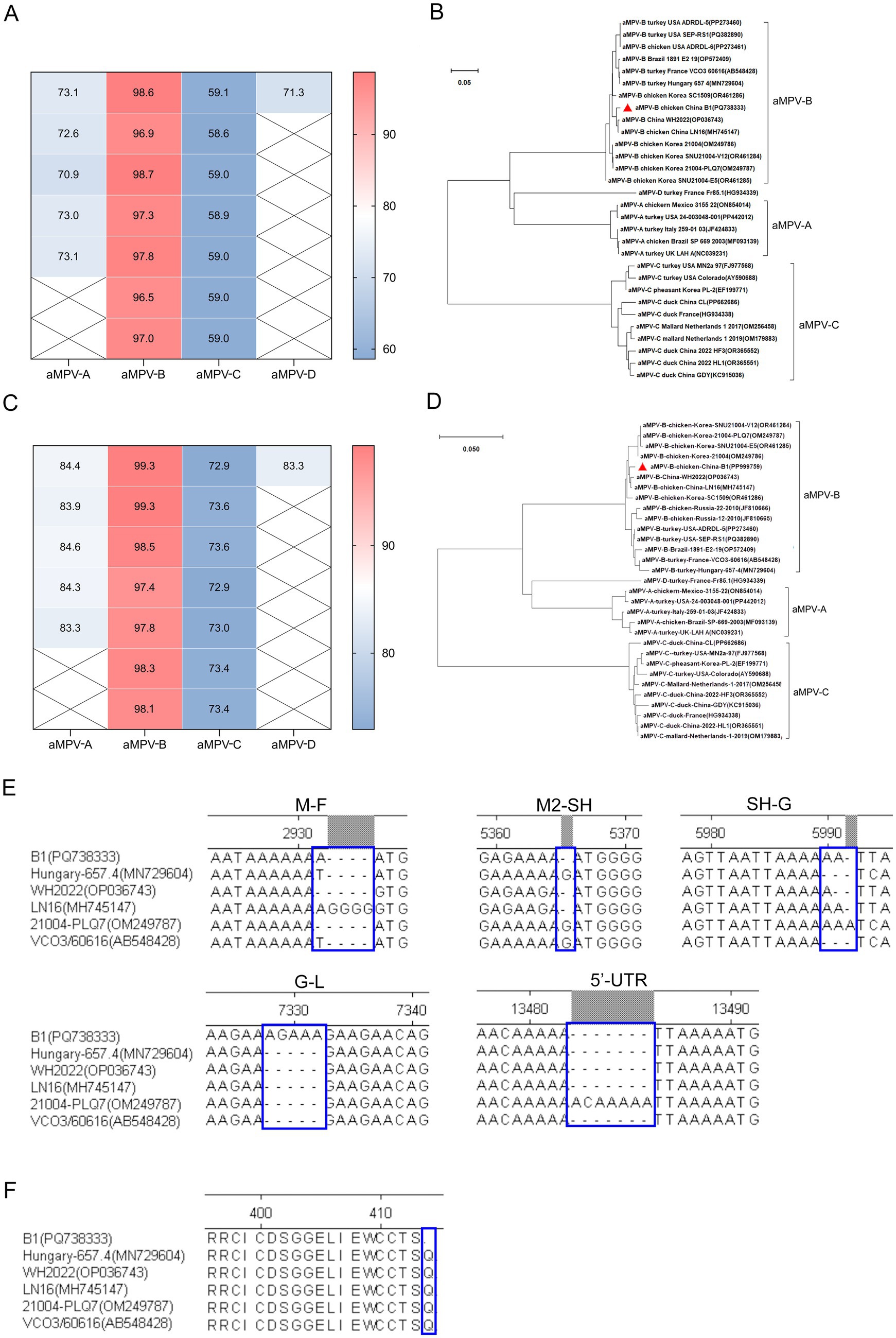 Comparative analyses of avian metapneumovirus (aMPV). Panel A and C show heat maps of percent similarity matrices for different aMPV subgroups. Panel B and D display phylogenetic trees illustrating the relationships among aMPV isolates. Panel E and F present sequence alignments highlighting specific nucleotide and amino acid variations across different isolates. Each panel uses color coding, labels, or annotations to denote sequence variation, subgroup classification, and phylogenetic relationships.