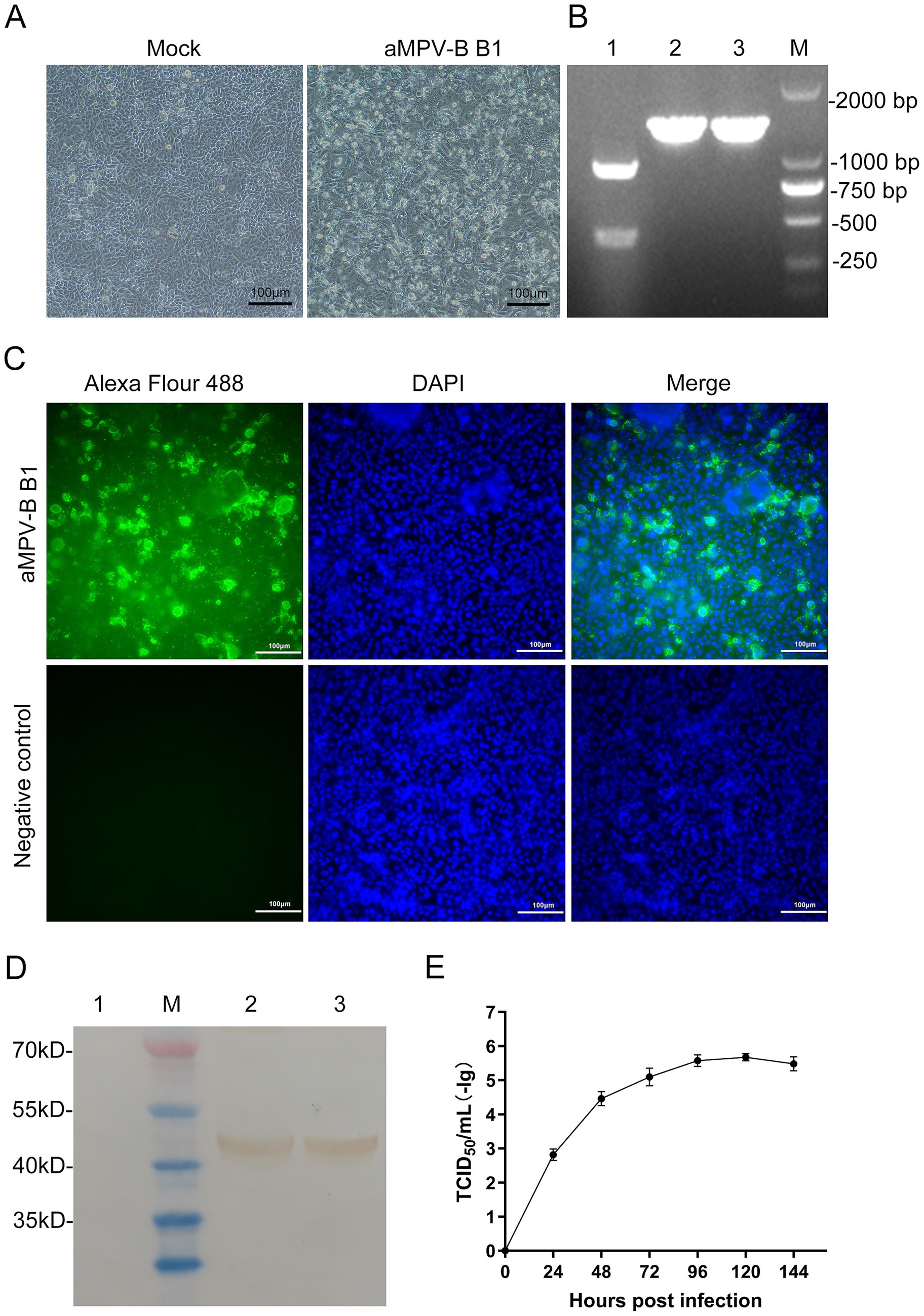 Panel A shows two microscopic images: one labeled “Mock” and the other “aMPV-B B1,” both displaying cell cultures at 100 micrometer scale. Panel B presents a gel electrophoresis image with four lanes, marked with molecular weight markers on the right (2000 bp to 250 bp). Panel C includes six images of cell samples labeled “aMPV-B1” and “Negative control,” stained with Alexa Fluor 488 and DAPI, showing fluorescence and merged images at 100 micrometer scale. Panel D depicts a protein gel with three lanes and molecular weight markers (70 kDa to 35 kDa). Panel E features a line graph showing growth curve post infection, with data points from 0 to 144 hours.