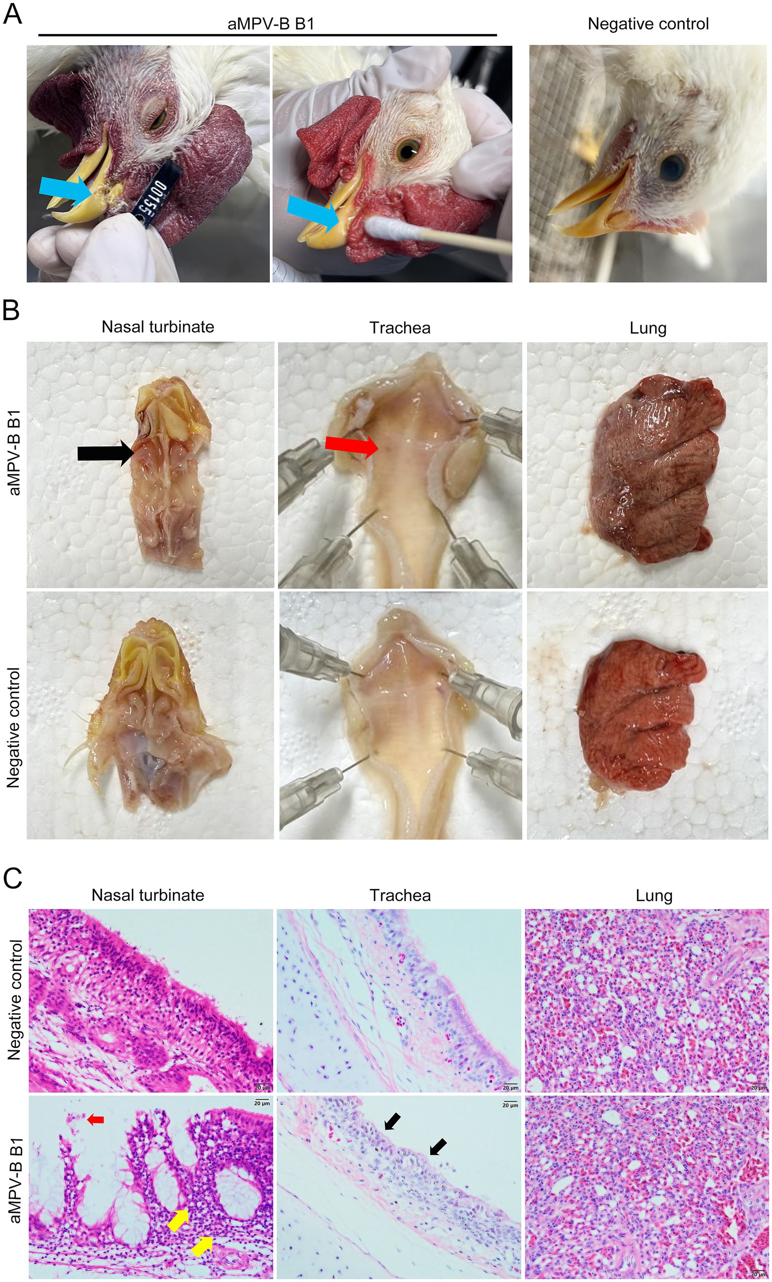 Panel A shows chickens with blue arrows highlighting increased nasal secretion. The left side demonstrates aMPV-B B1 treatment, while the right side is a negative control. Panel B includes close-up images of nasal turbinates, trachea, and lung tissues. The top row shows aMPV-B B1 samples with black and red arrows indicating affected areas, compared to the normal appearance in the bottom row’s negative control. Panel C displays microscopic images of nasal turbinates, trachea, and lung tissues with visible differences between the aMPV-B B1 samples in the bottom row and negative control in the top row.