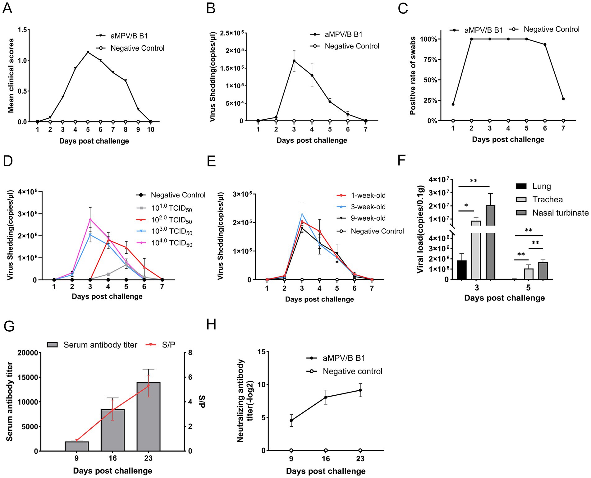 Eight-panel data visualization shows the effects of aMPV/B B1 challenge across different experiments and conditions. Panels A to C display mean clinical scores, virus shedding, and positive swab rates over days post-challenge, comparing aMPV/B B1 and controls. Panels D and E show virus shedding with varying TCID₅₀ levels and different age groups. Panel F presents viral load in different tissues after 3 and 5 days, with statistical significance marked. Panels G and H indicate serum and neutralizing antibody titers over days post-challenge.