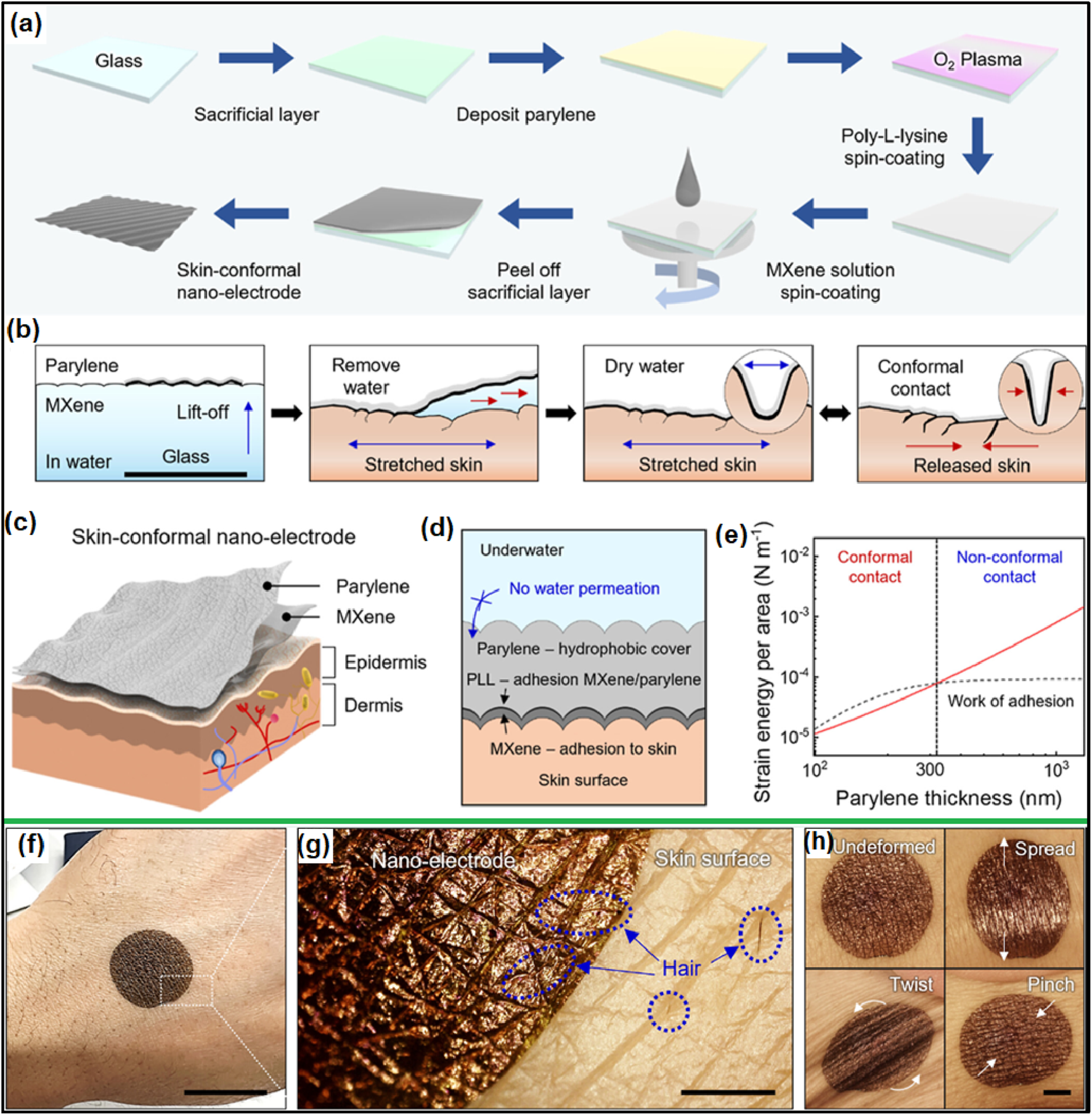 (a) Diagram illustrating the fabrication process of skin-conformal nano-electrodes involving glass, parylene, and MXene layers. (b) Sequence of skin application and contact formation. (c) Cross-sectional illustration showing layers: parylene, MXene, epidermis, and dermis. (d) Diagram showing underwater adhesion layers with descriptions. (e) Graph charting strain energy per area versus parylene thickness, comparing conformal and non-conformal contacts. (f) Image of a nano-electrode on skin with hairs visible. (g) Close-up showing electrode adherence on skin. (h) Series of images displaying deformation states: undeformed, spread, twist, and pinch.