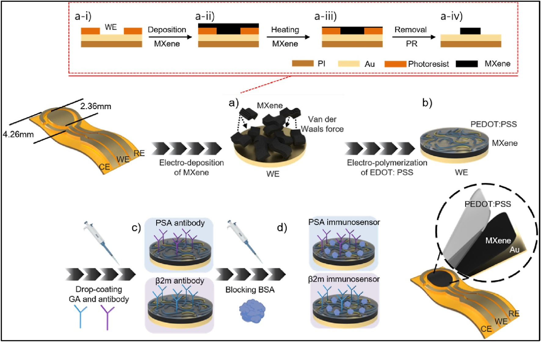 Diagram illustrating the fabrication and functionalization of a biosensor. The top section shows the deposition and heating processes of MXene layers on a substrate, with removal of photoresist. The middle section depicts the electro-deposition of MXene and electro-polymerization of EDOT:PSS on the working electrode. The lower section shows drop-coating of glutaraldehyde and antibodies, followed by blocking with BSA, to form PSA and β2m immunosensors. Various stages illustrate the dimensions and layered composition, with materials like MXene, PEDOT:PSS, and Au indicated.
