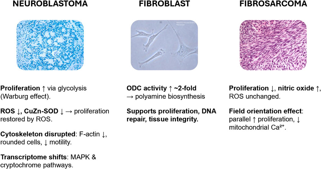 Three panels compare neuroblastoma, fibroblast, and fibrosarcoma tissues. Neuroblastoma shows increased proliferation and disrupted cytoskeleton. Fibroblast depicts enhanced ODC activity and tissue support. Fibrosarcoma displays reduced proliferation and field orientation effects.