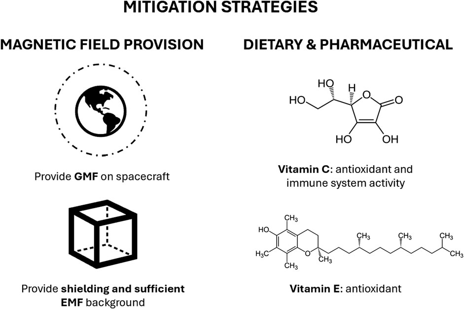 Diagram illustrating mitigation strategies divided into two categories: “Magnetic Field Provision” and “Dietary & Pharmaceutical.” Magnetic Field Provision includes: “Provide GMF on spacecraft” with an Earth symbol, and “Provide shielding and sufficient EMF background” with a cube symbol. Dietary & Pharmaceutical includes Vitamin C’s antioxidant and immune system benefits with a chemical structure, and Vitamin E’s antioxidant benefits also accompanied by a chemical structure.
