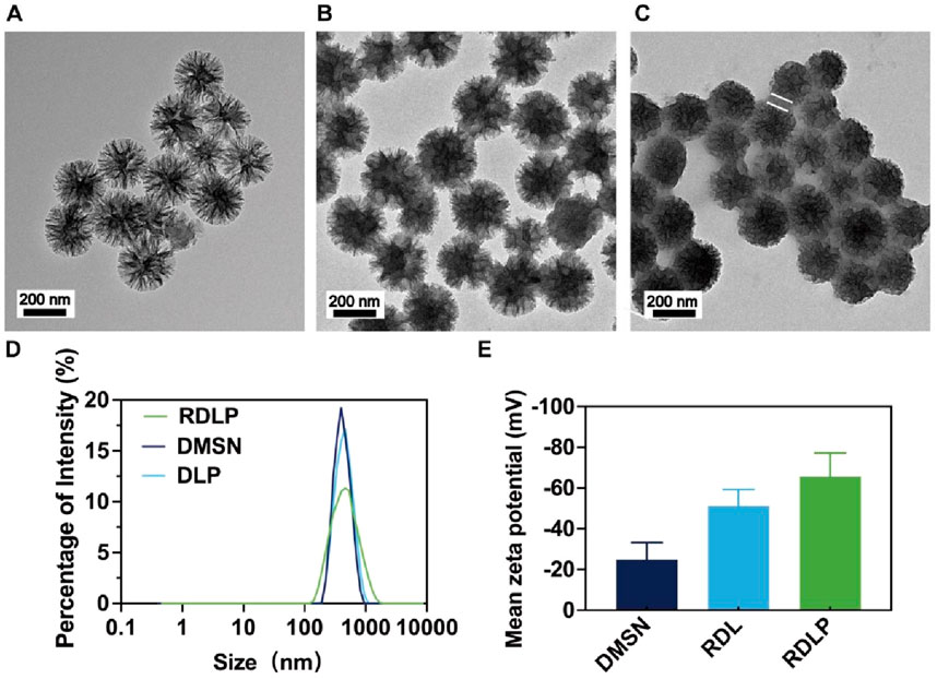 Electron microscopy images show clusters of nanostructures labeled A, B, and C, each with a scale of two hundred nanometers. D presents a line graph comparing size distributions of RDLP, DMSN, and DLP, peaking around one hundred nanometers. E shows a bar graph of mean zeta potential for DMSN, RDL, and RDLP, indicating increasing values.