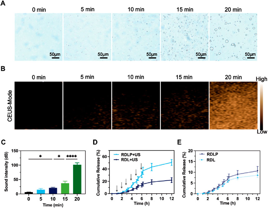 Panel A shows brightfield images at 0, 5, 10, 15, and 20 minutes with increasing bubble formations, each labeled with a scale bar of 50 micrometers. Panel B presents CEUS-Mode images at corresponding times, illustrating increasing signal intensity from low to high. Panel C is a bar graph of sound intensity in decibels over time, indicating significant increases, marked by asterisks. Panel D is a line graph showing the cumulative release percentage over 12 hours, comparing RDL plus US and RDL plus P conditions. Panel E compares cumulative release for RDLP and RDL over 12 hours.