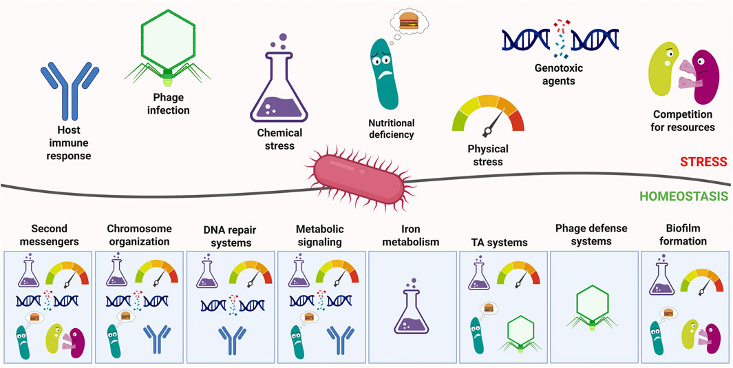 Diagram illustrating stress and homeostasis in bacterial cells. Stressors like host immune response, phage infection, chemical stress, nutritional deficiency, physical stress, genotoxic agents, and resource competition are shown impacting a central bacterium. Below, mechanisms like second messengers, chromosome organization, DNA repair systems, metabolic signaling, iron metabolism, toxin-antitoxin systems, phage defense systems, and biofilm formation help maintain homeostasis.