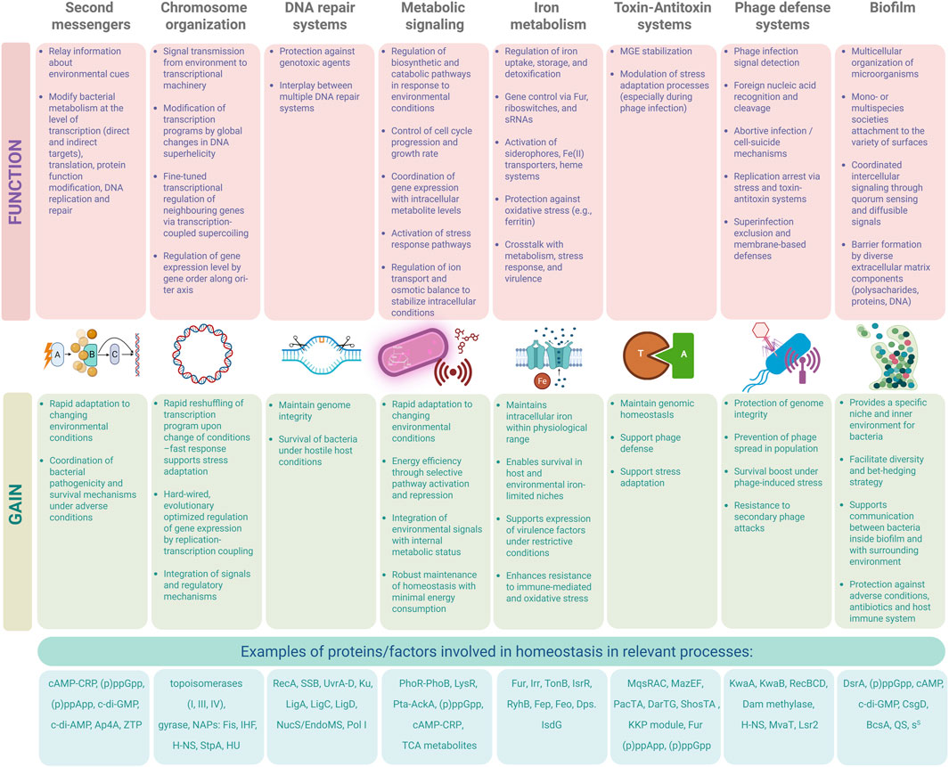 Flowchart illustrating mechanisms maintaining bacterial homeostasis. It includes parts: second messengers, chromosome organization, DNA repair systems, metabolic signaling, iron metabolism, toxin-antitoxin systems, phage defense systems, and biofilm. Each section details functions and gains, like stress adaptation and gene regulation. Illustrations represent each mechanism. At the bottom, examples of proteins and factors involved in these processes are listed, such as cAMP-CRP and topoisomerases.