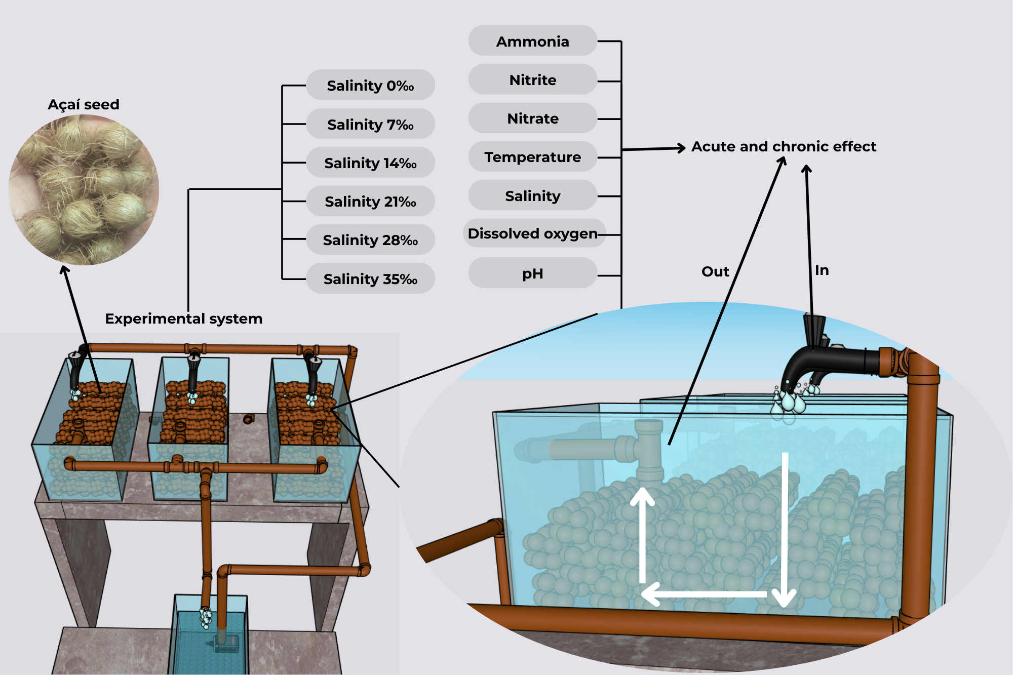 Diagram illustrating an experimental system with açaí seeds and various salinity levels, ranging from zero to thirty-five percent. The system includes a setup of three tanks with interconnected piping. Parameters like ammonia, nitrite, nitrate, temperature, salinity, dissolved oxygen, and pH are measured. There is a focus on acute and chronic effects with water flowing in and out, highlighted by arrows showing direction.