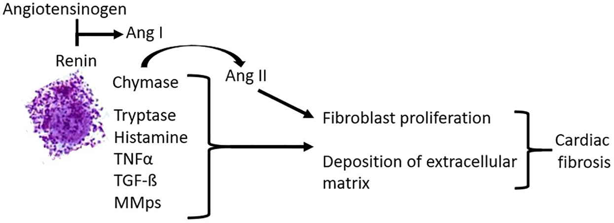 Flowchart illustrating the contribution of selected mast cell mediators, released from an activated mast cell (stained purple) via degranulation, to the development of cardiac fibrosis. Angiotensinogen is converted to angiotensin I by renin, which is then converted to angiotensin II by chymase. Angiotensin II induces fibroblast proliferation, which, together with the deposition of extracellular matrix as a consequence of other mediators such as tryptase and histamine, causes cardiac fibrosis.