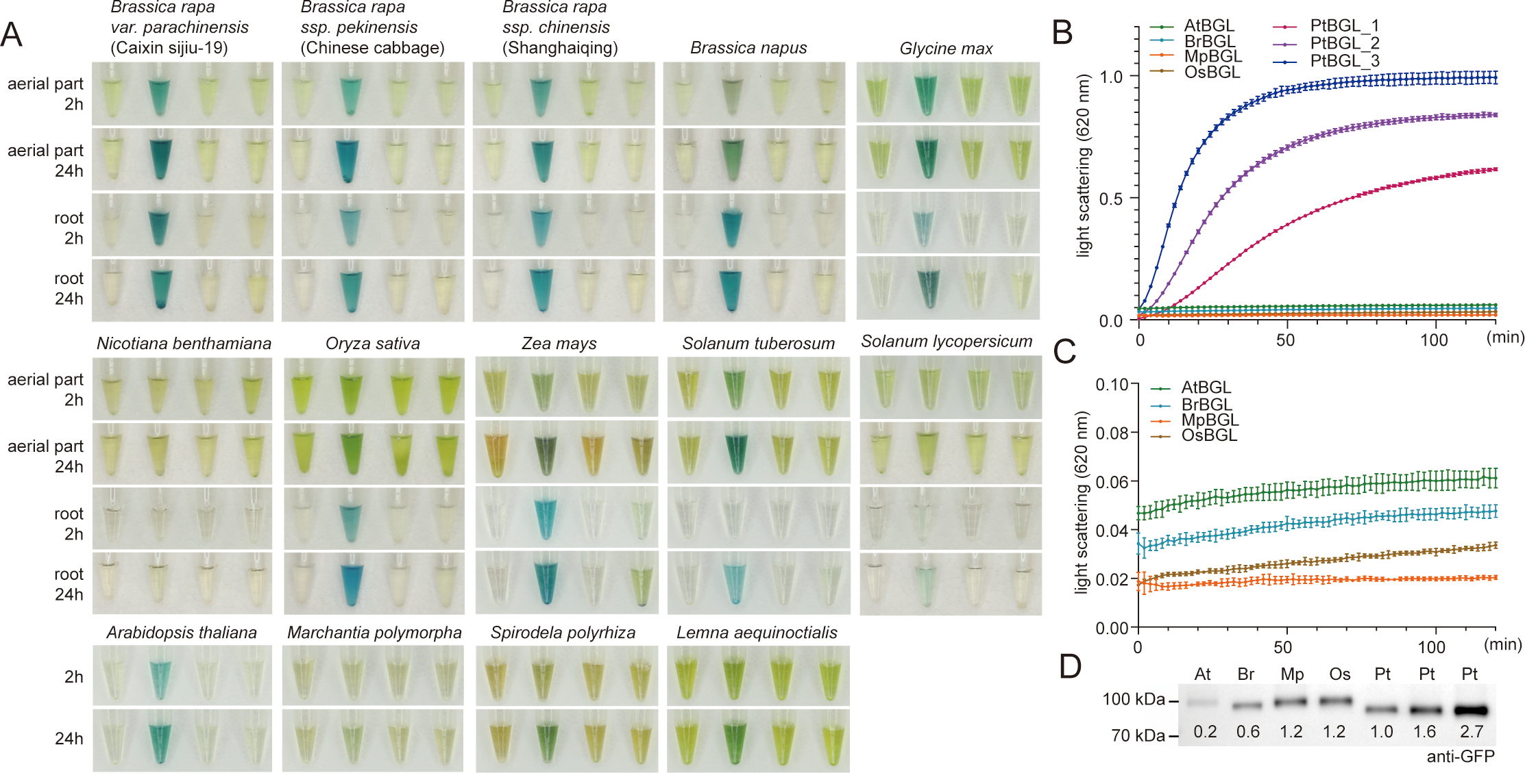 Panel A shows test tubes with plant samples at various times (2 hours and 24 hours) for different species including Brassica and Glycine max, illustrating changes in color. Panel B and C present line graphs depicting light scattering over time for various enzymes (e.g., AtBGL, PtBGL) measured at 620 nm. Panel D displays a western blot analysis labeled “anti-GFP”, with bands at 100 kDa and 70 kDa, and relative protein expression values for different samples.