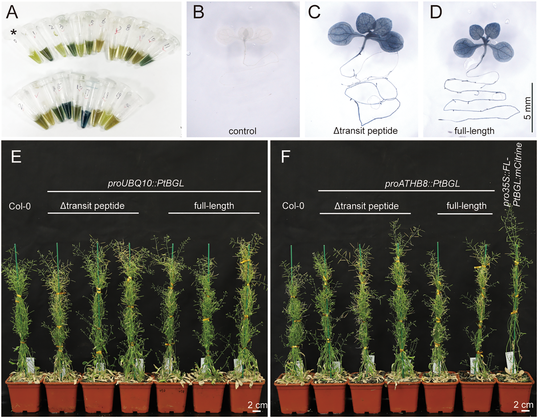 Lab image with multiple panels. Panel A shows test tubes with blue and green liquids. Panels B, C, and D display seedlings; B is labeled “control,” C “Δtransit peptide,” and D “full-length,” with visible coloration differences. Panels E and F feature potted plants under conditions “proUBQ10::PtBGL” and “proATHB8::PtBGL,” respectively, with notations “Col-0,” “Δtransit peptide,” and “full-length.” Each plant row involves different growth conditions, highlighting experimental comparisons.
