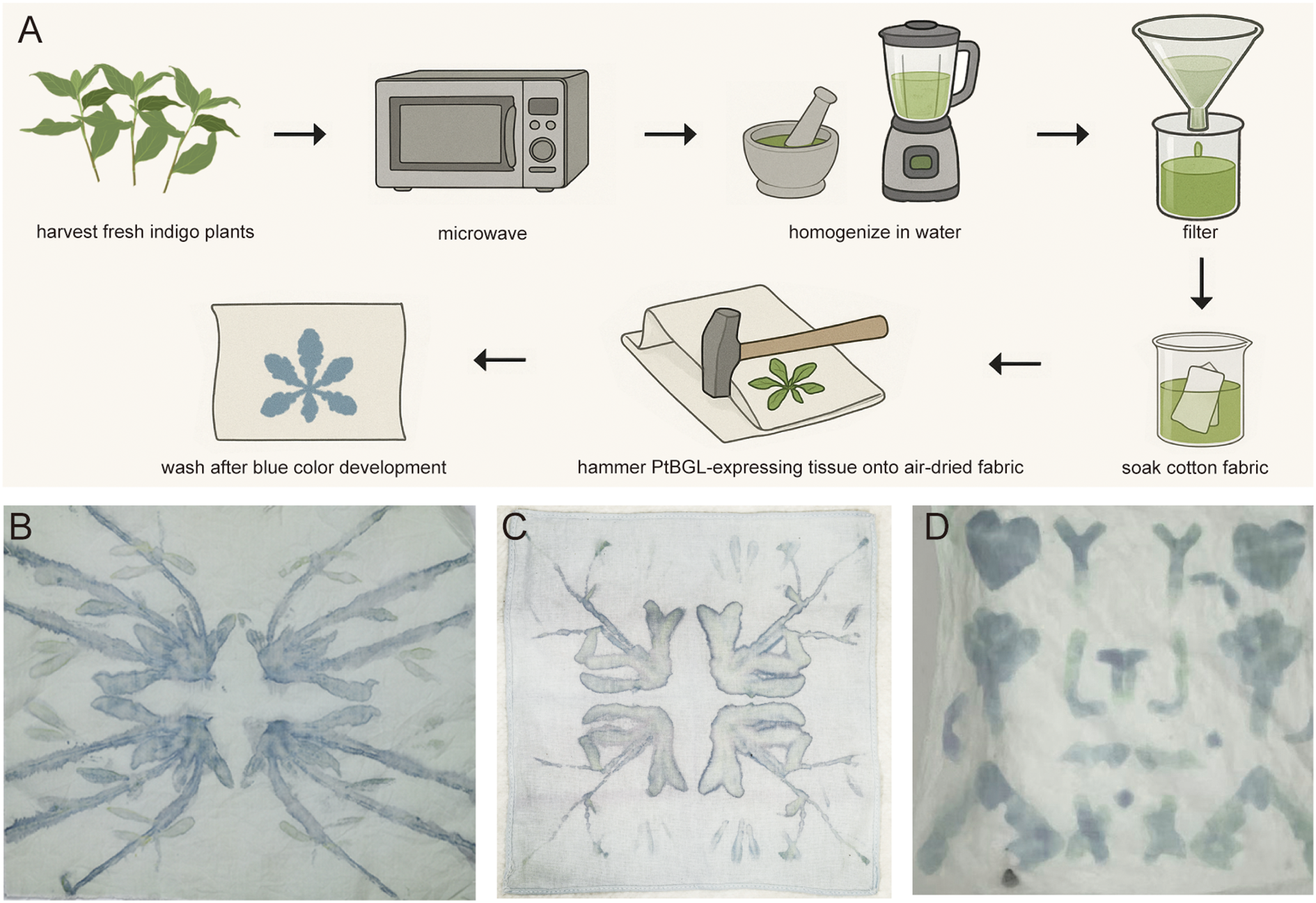 Panel A illustrates the process of dye extraction from indigo plants, involving microwaving, homogenizing, filtering, and soaking fabric, followed by hammering leaves onto fabric, and washing for blue color development. Panels B, C, and D show fabrics with blue patterns in various designs and intensities, resulting from the described dyeing technique.