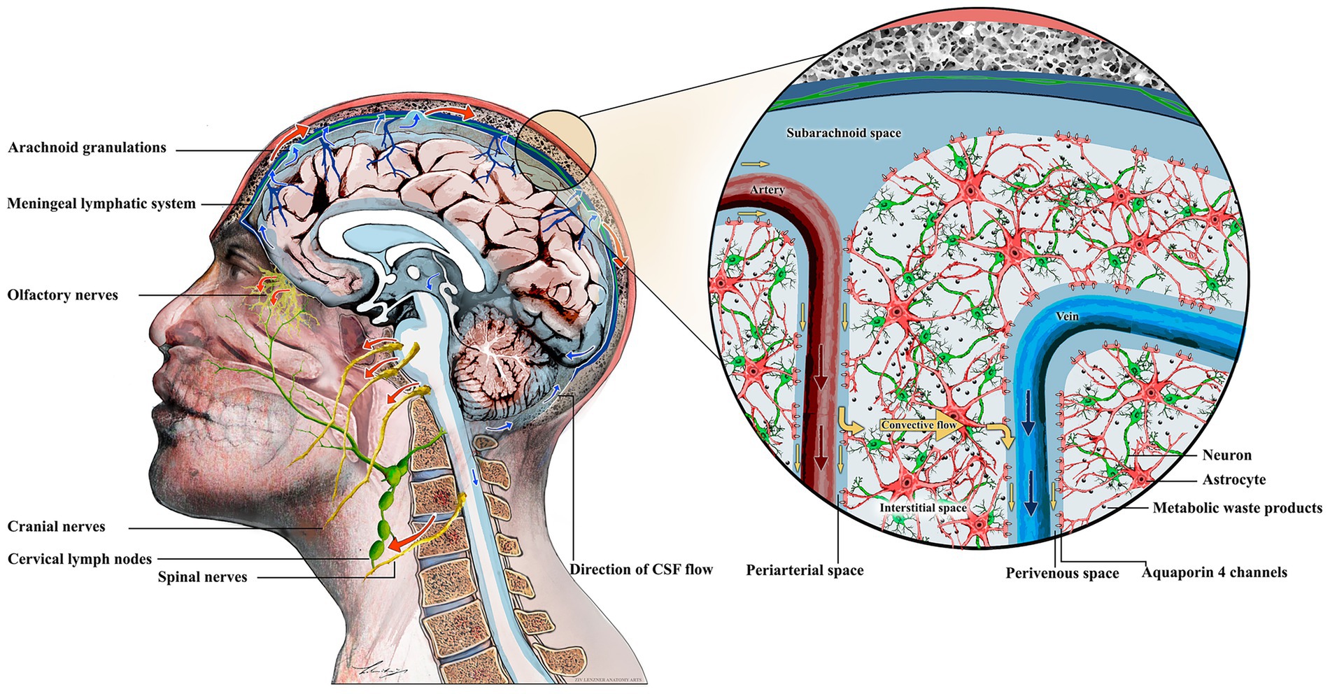 Cross-sectional illustration of a human head showing the meningeal lymphatic system, cranial nerves, cervical lymph nodes, and spinal nerves. An inset highlights the subarachnoid space, periarterial space, and perivenous space, depicting neurons, astrocytes, metabolic waste products, and aquaporin 4 channels. Arrows indicate the direction of cerebrospinal fluid flow and convective flow around the veins and arteries.
