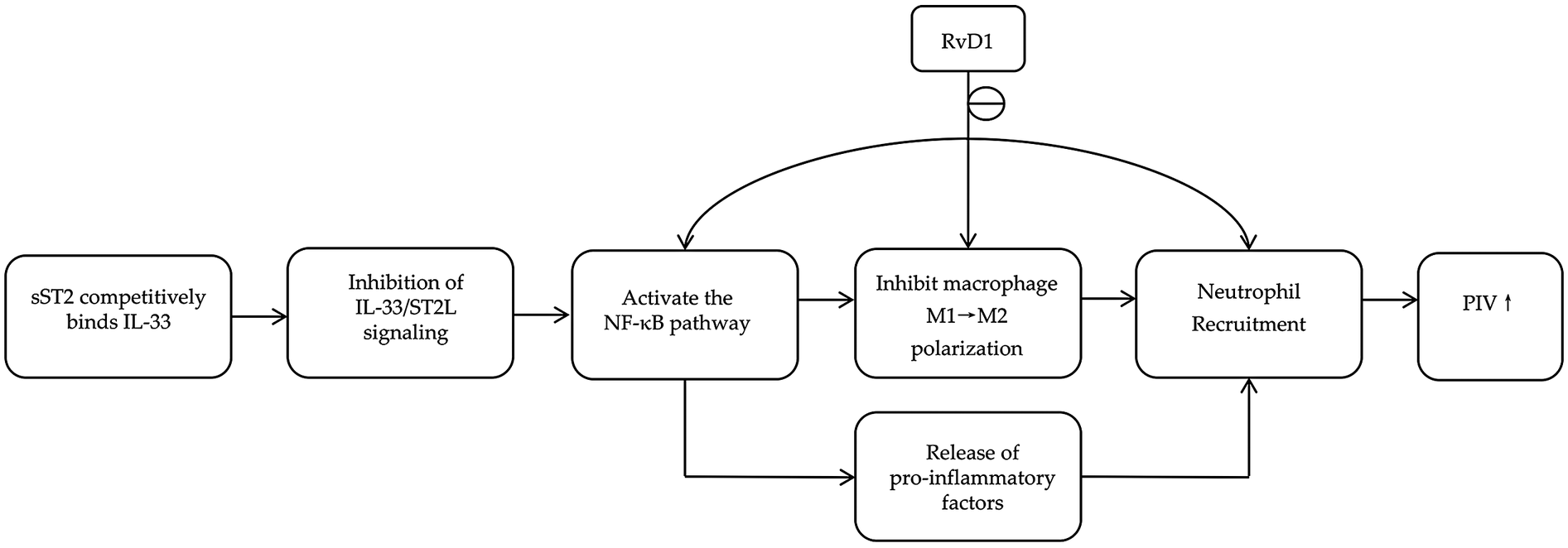Flowchart illustrating a biological process involving sST2 and IL-33. sST2 binds IL-33, inhibiting IL-33/ST2L signaling, activating the NF-kB pathway, and releasing pro-inflammatory factors. It also involves RvD1's inhibition of macrophage polarization and influence on neutrophil recruitment leading to increased PIV.