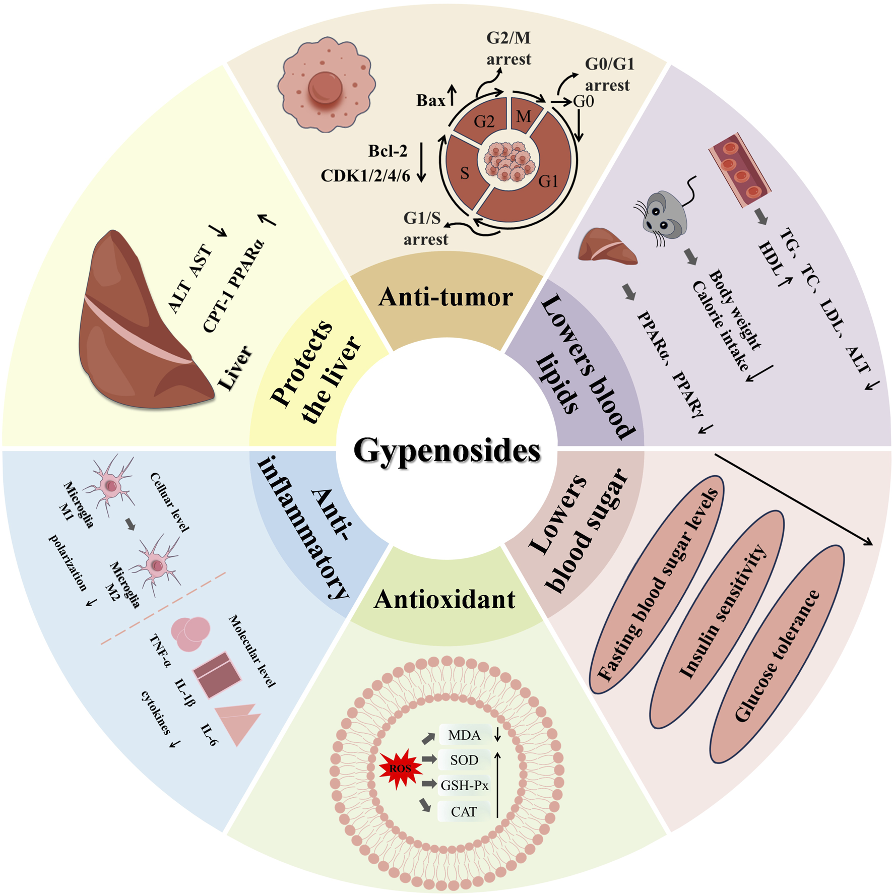 Graphic depicting the health benefits of Gypenosides in a circular layout. Sections include anti-tumor effects with cell arrest, liver protection, anti-inflammatory effects reducing macrophage levels, antioxidant activity decreasing reactive oxygen species, and lowering blood lipids and sugars by improving insulin sensitivity and glucose tolerance.