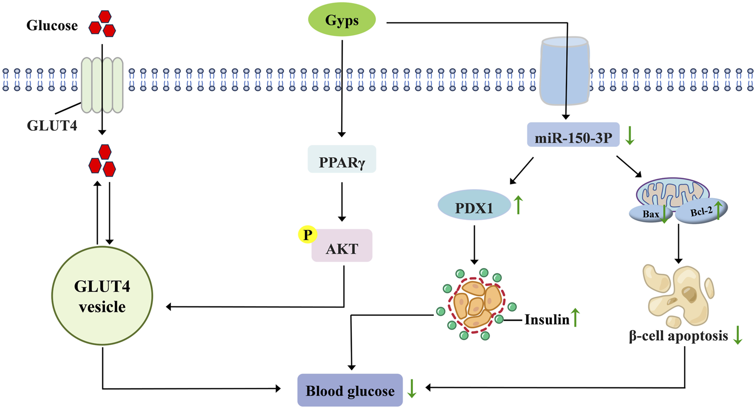 Diagram illustrating a signaling pathway where Glucose enters a cell via GLUT4, forming a vesicle. Gyps activates PPARγ, which phosphorylates AKT, reducing blood glucose. miR-150-3P influences PDX1 and the balance between Bax and Bcl-2, affecting insulin levels and β-cell apoptosis. Arrows indicate activation or inhibition.