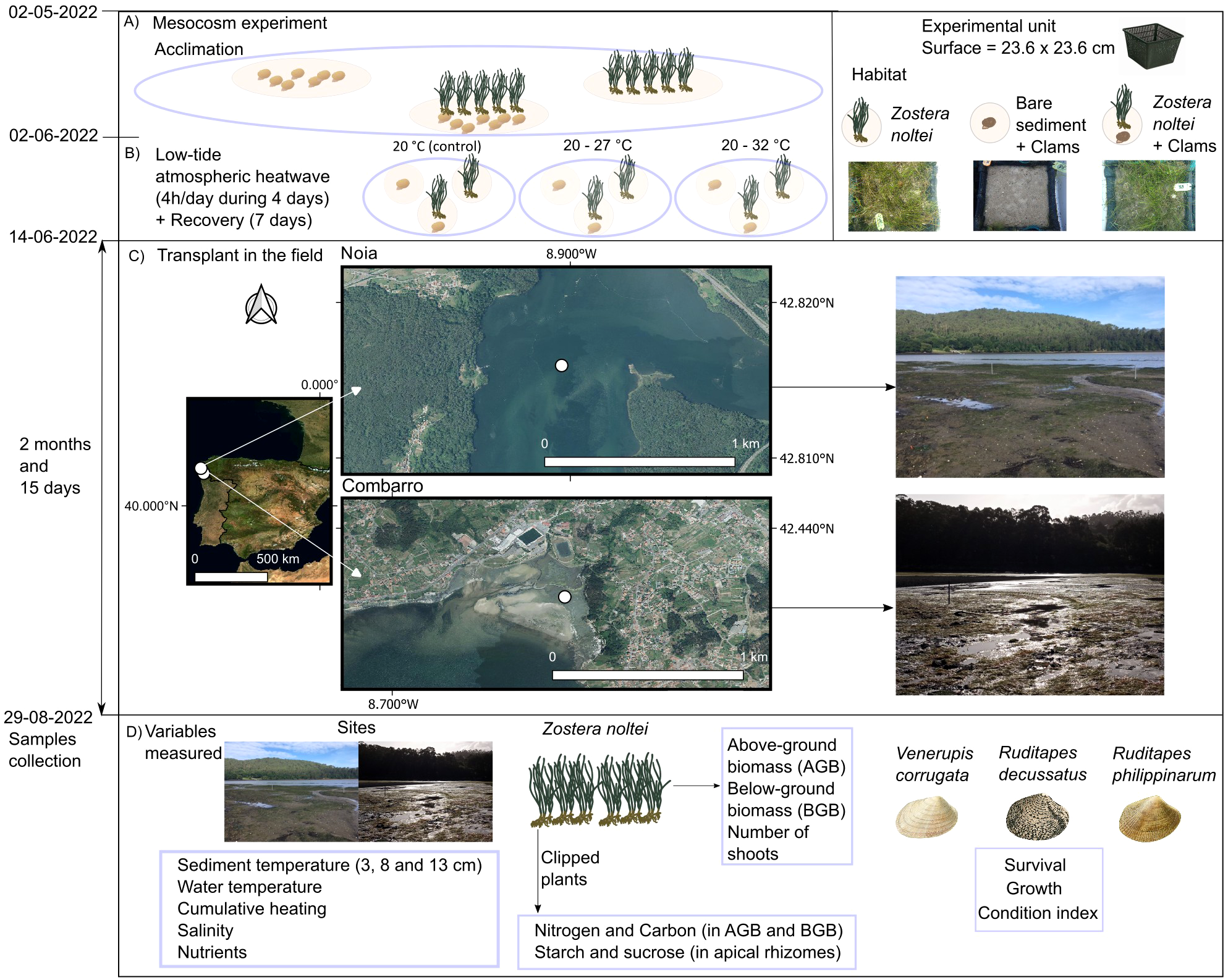 Flowchart showing a mesocosm experiment plan. Dates: 02-05-2022 to 29-08-2022. Includes phases: acclimation, heatwave exposure, field transplant, and sample collection. Features maps of Noia and Combarro, habitat details with Zostera noltei, clams, and variables measured like sediment temperature and salinity.