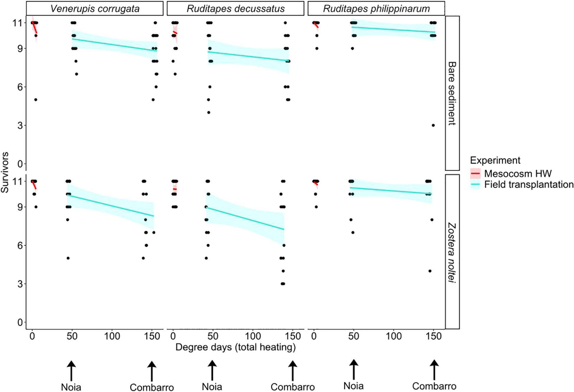 Graph showing the survival rate of three clam species: Venerupis corrugata, Ruditapes decussatus, and Ruditapes philippinarum, plotted against degree days (total heating). Two conditions, bare sediment and *Zostera noltei* presence, are analyzed in Noia and Combarro locations. Two experiments are depicted: Mesocosm HW in red and Field Transplantation in blue. The survival rate is represented by individual black data points with fitted lines indicating trends.