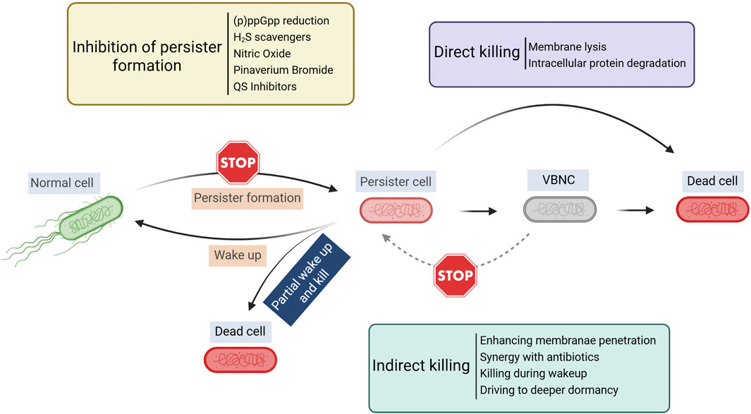 Flowchart illustrating bacterial cell formation and elimination strategies. It shows persister cell formation, approaches for persister cell inhibition, direct killing and indirect killing. The graphic also depicts dead cells resulting from these processes. VBNC (Viable But Non-culturable) cells are also shown.