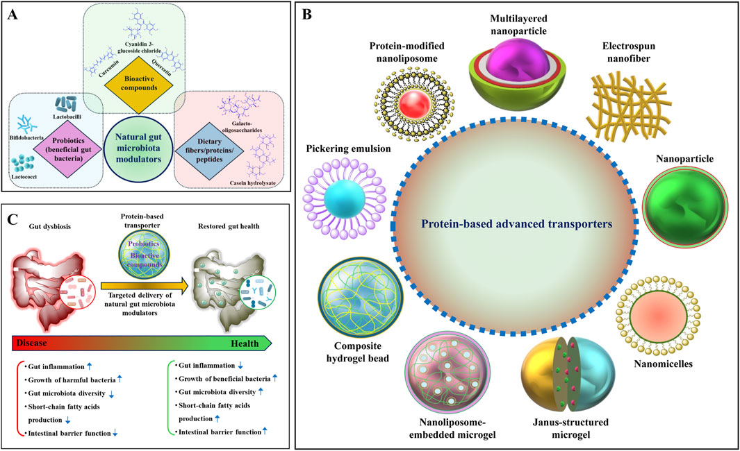 A three-part diagram illustrates natural gut microbiota modulators and protein-based transporters. Part A shows the modulators: bioactive compounds, probiotics, and dietary fibers. Part B depicts various protein-based advanced transporters, including nanoliposome and nanoparticle. Part C contrasts gut dysbiosis with restored gut health, highlighting targeted delivery benefits on gut inflammation, bacteria growth, microbiota diversity, fatty acid production, and barrier function.