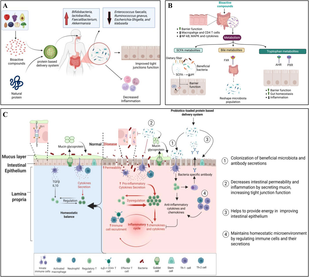 Diagram illustrating the effects of bioactive compounds on gut health. Part A shows a protein-based delivery system enhancing gut bacteria, improving junction function, and decreasing inflammation. Part B depicts the role of dietary fiber in transforming compounds to improve barrier function and gut homeostasis. Part C illustrates how probiotics and bioactive compounds facilitate microbiota colonization, reduce permeability, provide energy for epithelial improvement, and maintain homeostasis by regulating immune responses. Each section highlights mechanisms that support gut health and immune function.