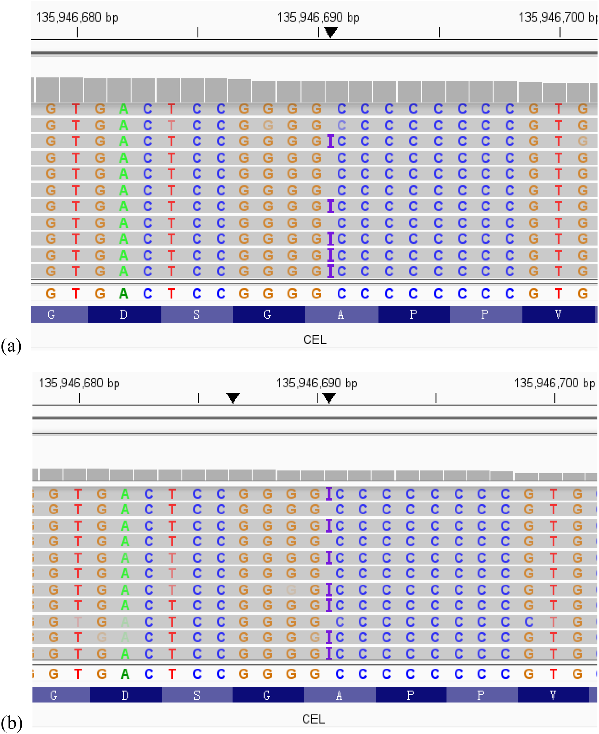 DNA sequencing comparison displays two charts labeled (a) and (b), each showing nucleotide sequences with corresponding amino acids at position 135,946,690 base pairs. The sequences are color-coded with variations highlighted, and CEL noted as the region of interest.