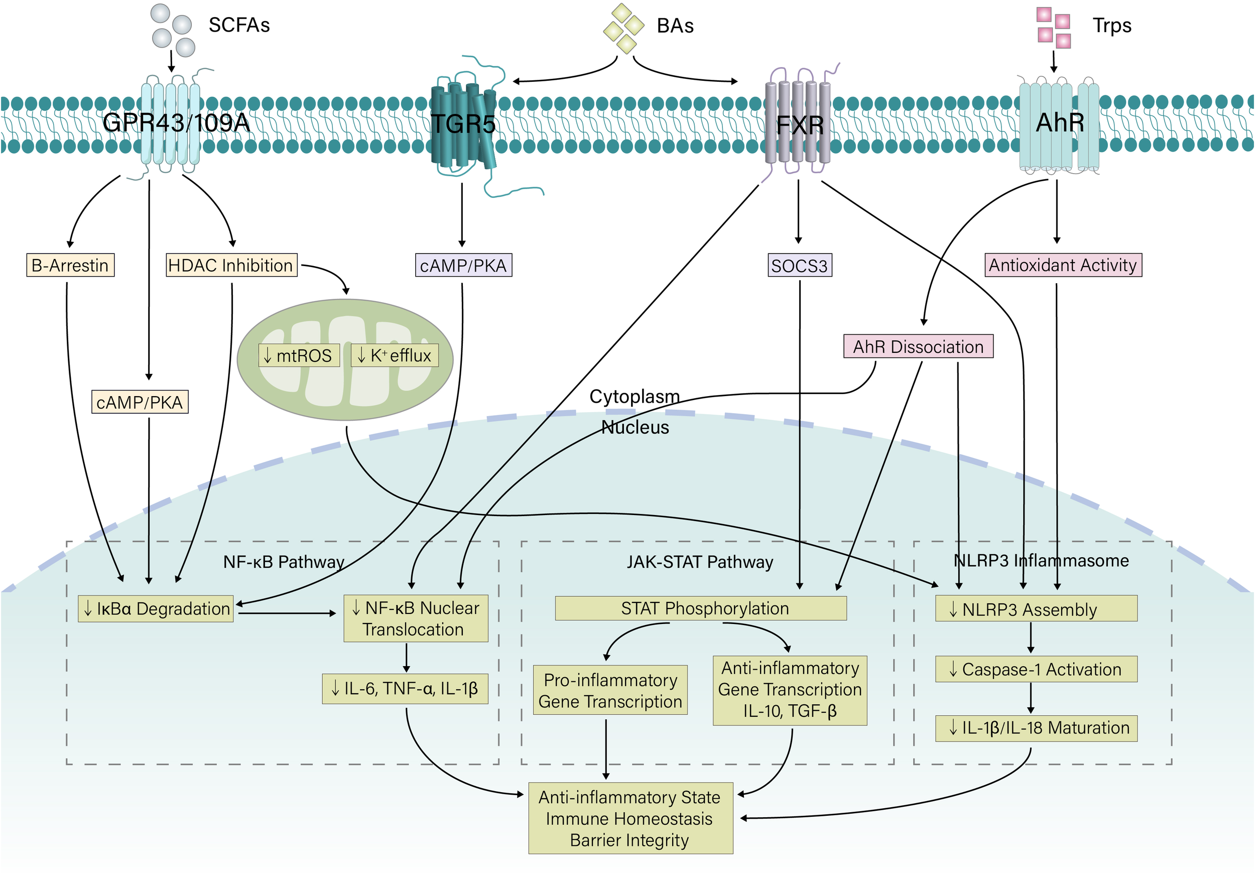 Diagram illustrating signaling pathways involving GPR43/109A, TGR5, FXR, and AhR receptors in a cell membrane. It shows interactions with SCFAs, BAs, and Trps, affecting different cellular processes like NF-κB and JAK-STAT pathways. Effects include pro-inflammatory and anti-inflammatory gene transcription, impacts on immune homeostasis, and barrier integrity through various mechanisms like HDAC inhibition, mtROS decrease, and NLRP3 inflammasome regulation.