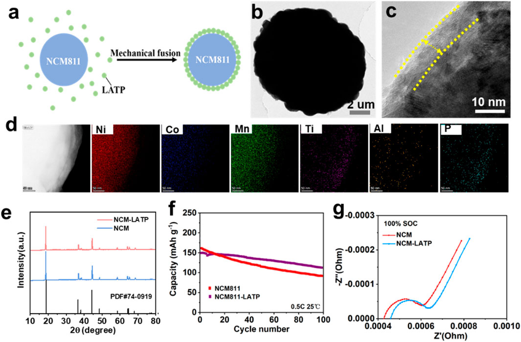Diagram showing the mechanical fusion of NCM811 with LATP. Panel (a) illustrates the fusion process. Panel (b) shows a microscopic image with a scale of 2 micrometers. Panel (c) displays a detailed microscopic structure with yellow dotted lines and a scale of 10 nanometers. Panel (d) presents elemental mapping images for Ni, Co, Mn, Ti, Al, and P with a scale of 50 nanometers. Panel (e) is an XRD intensity graph comparing NCM and NCM-LATP. Panel (f) presents a graph of capacity versus cycle number for NCM811 and NCM811-LATP at 0.5C and 25°C. Panel (g) shows an impedance plot for 100% state of charge comparing NCM and NCM-LATP.