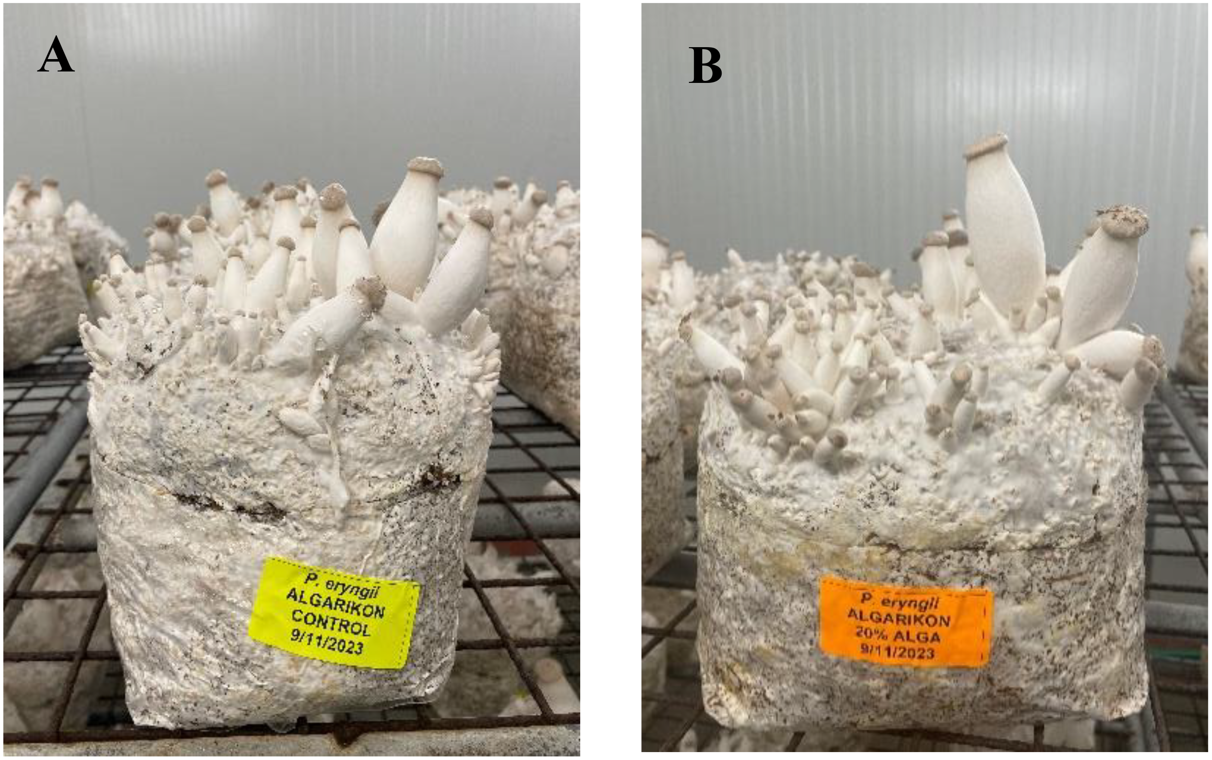 Two images labeled A and B show clusters of white mushrooms growing from blocks of substrate, with differing labels. A: Block with yellow label, “P. eryngii ALGARIKON CONTROL 9/11/2023.” B: Block with orange label, “P. eryngii ALGARIKON 20% ALGA 9/11/2023.” Both are on a metal rack in a grow room.