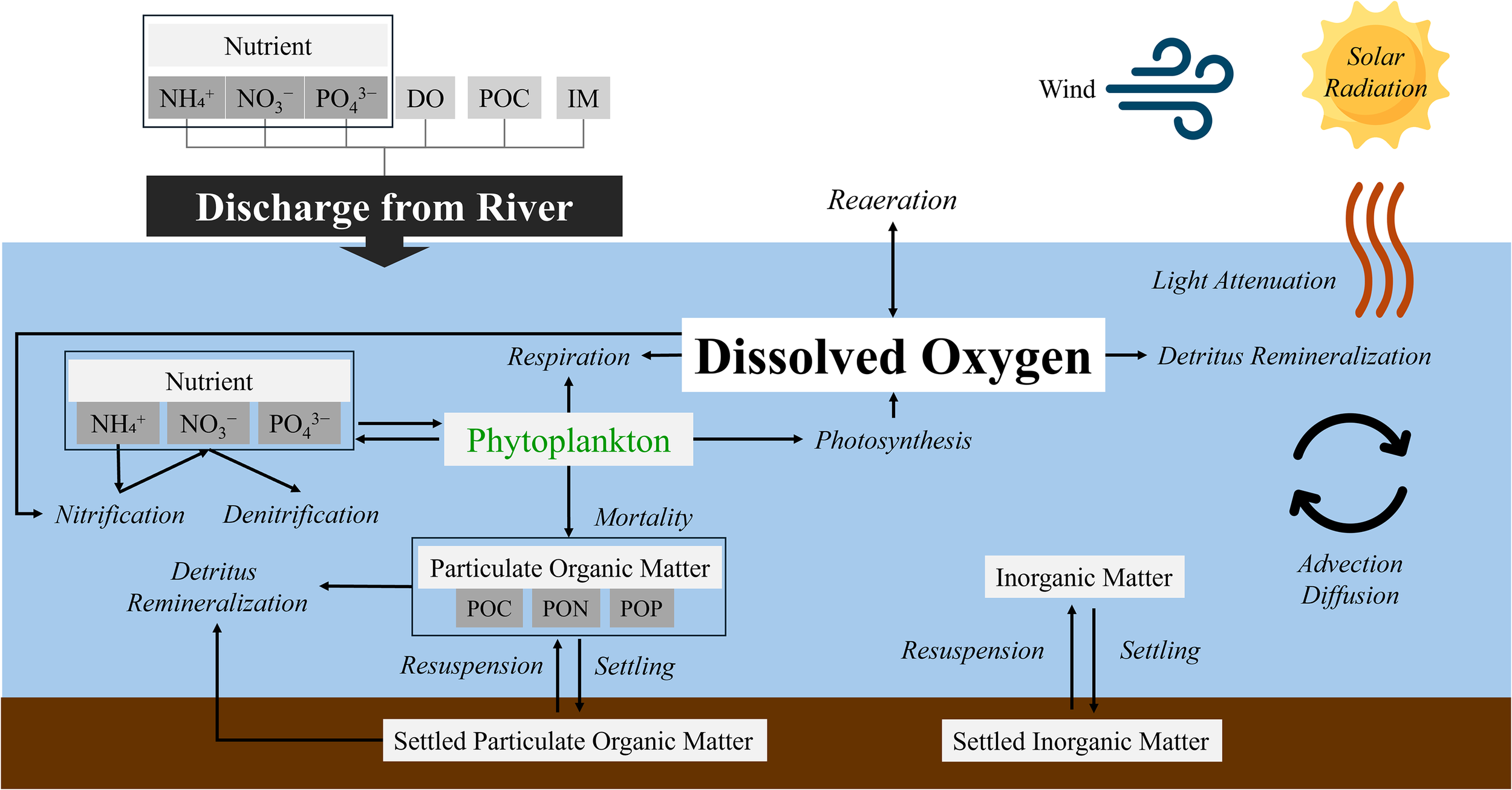 Diagram illustrating a river discharge system, showing the interactions between nutrients, dissolved oxygen, and organic matter in water. It depicts processes like nitrification, denitrification, photosynthesis, and respiration involving phytoplankton. Other factors include solar radiation, wind, and detritus remineralization. Settling and resuspension occur for both particulate organic and inorganic matter.