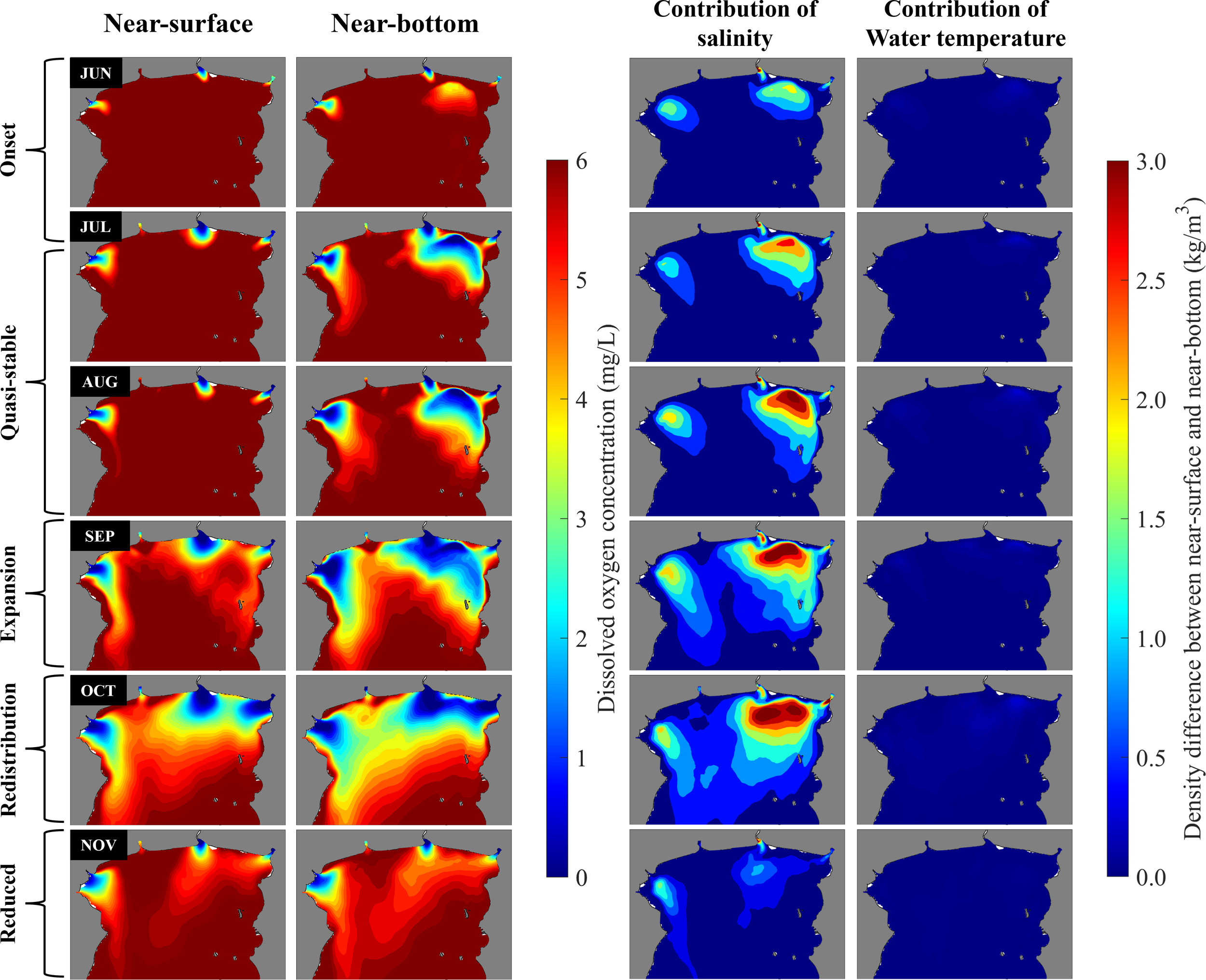 Graphs display seasonal variations in dissolved oxygen concentration and density differences from near-surface to near-bottom layers from June to November. The left panels show oxygen levels, with higher concentrations in red and lower in blue. The right panels illustrate contributions of salinity and water temperature, using a blue color scale to indicate density differences. Each row represents a month, showing transitions from onset, quasi-stable, expansion, redistribution, to reduced phases.
